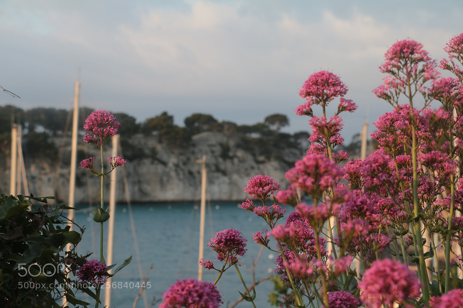 Canon EOS 70D sample photo. Img photography