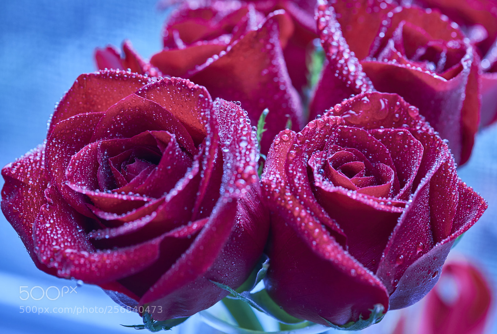 Nikon D810 sample photo. Rose flowers photography