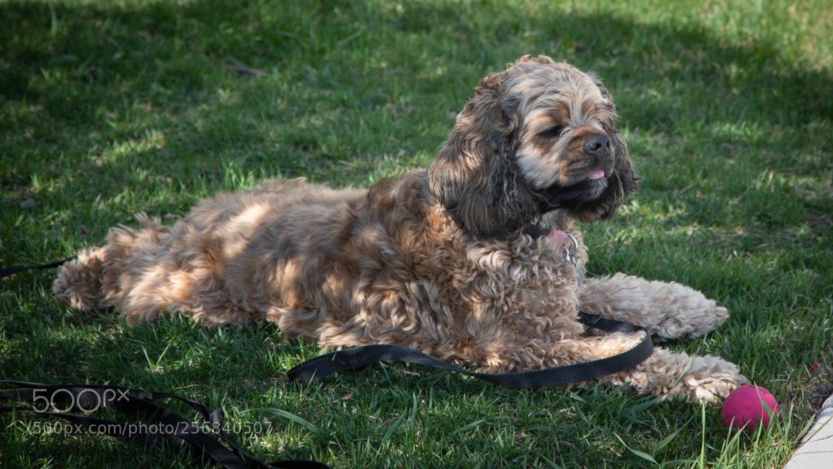 Canon EOS 5D Mark IV sample photo. Lazy afternoon photography
