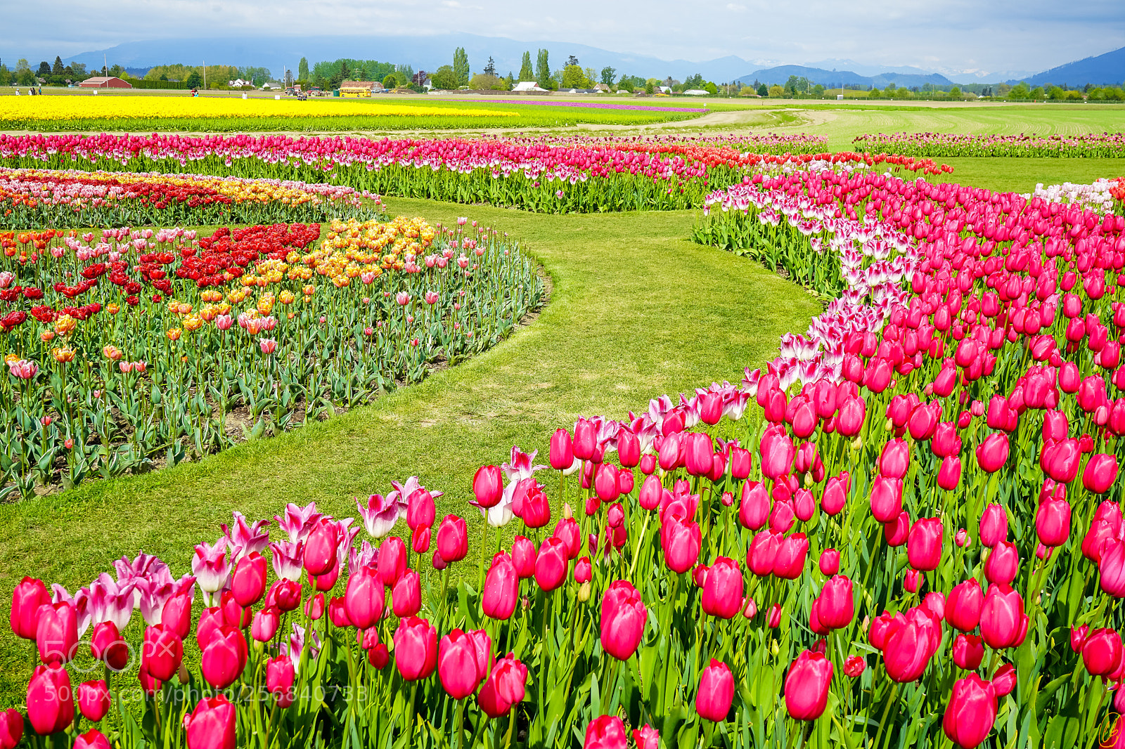 Sony a7 II sample photo. Tulips in skagit valley photography