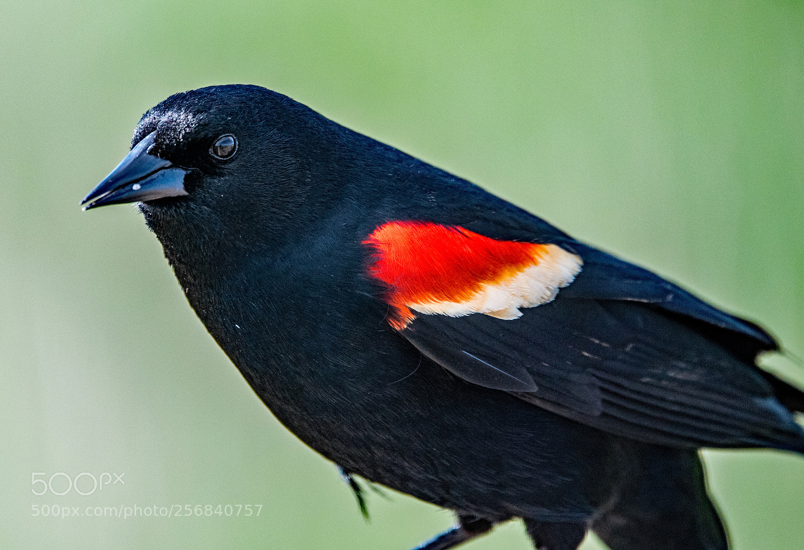 Nikon D750 sample photo. Red winged black bird photography