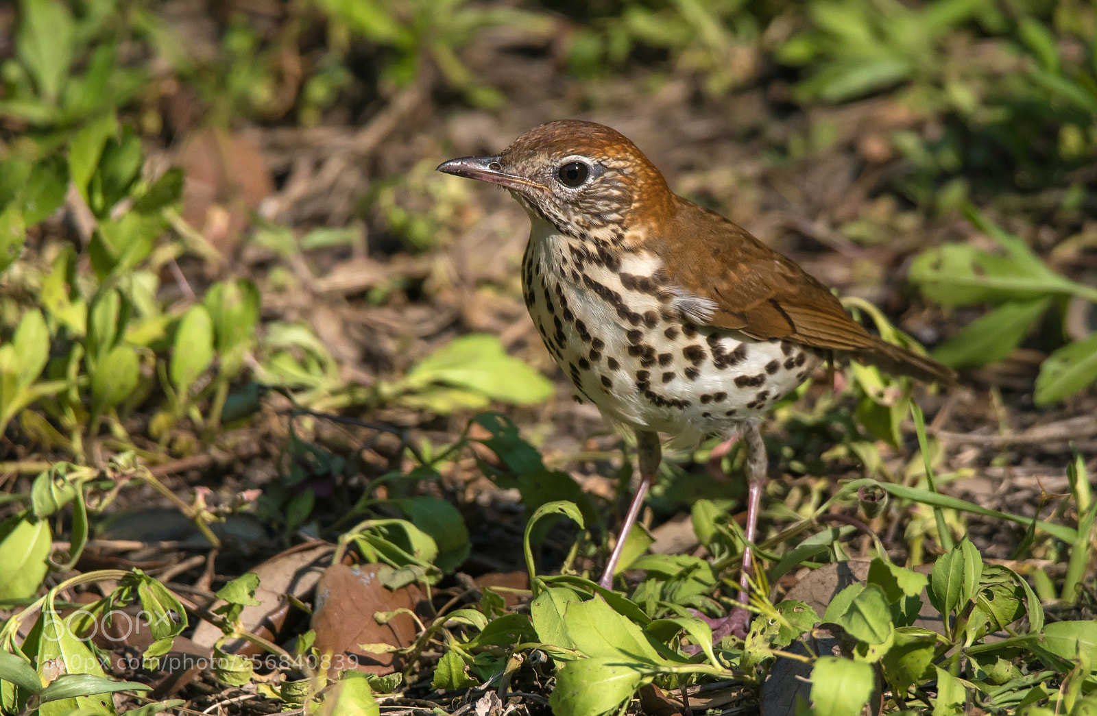 Sony a7R II sample photo. Wood thrush photography
