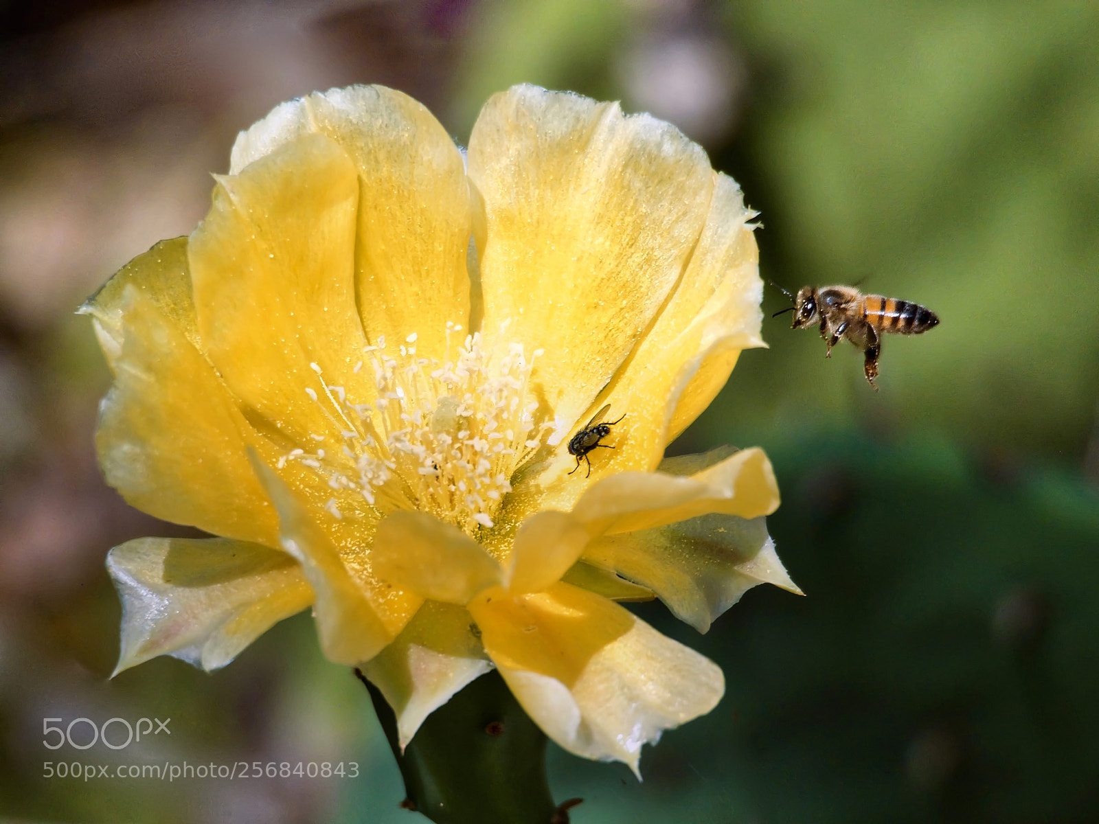 Olympus OM-D E-M1 Mark II sample photo. Going for the pollen photography