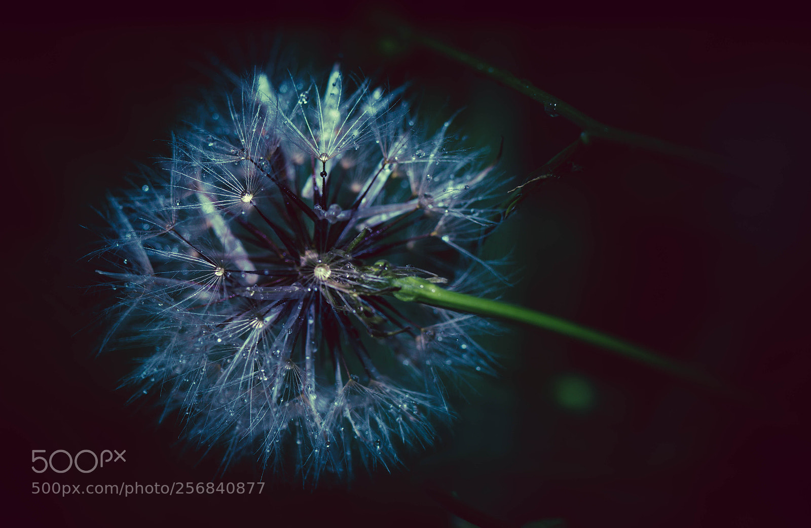 Sony SLT-A99V sample photo. Dandelion photography