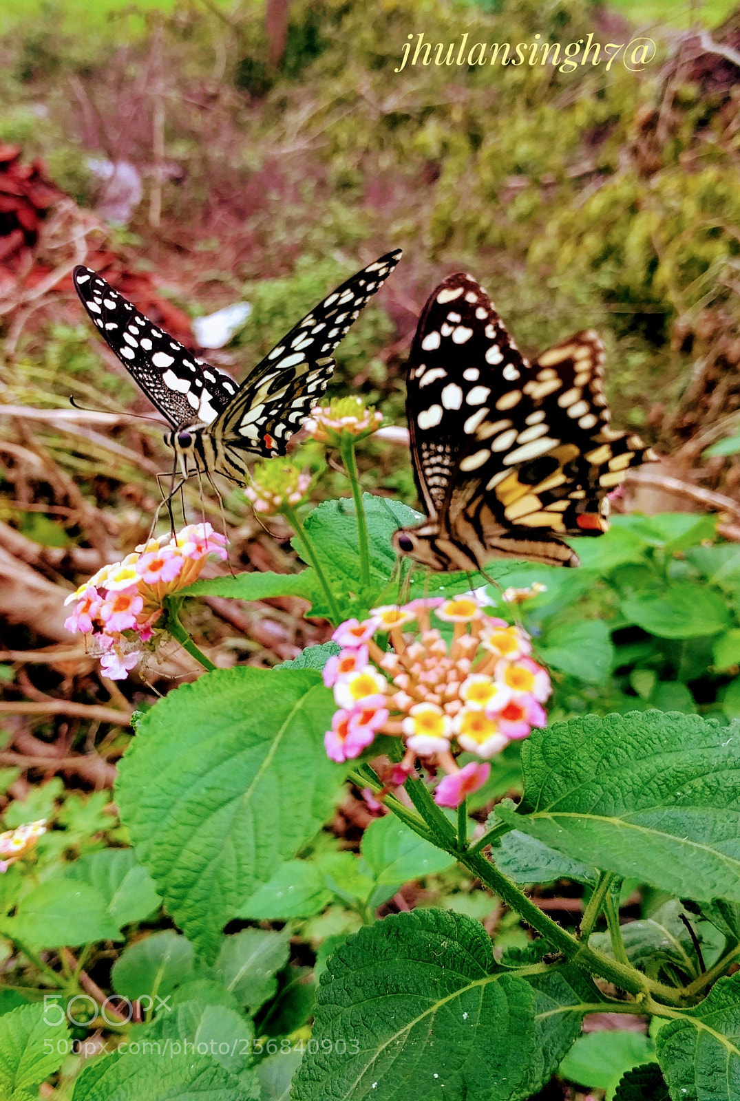 LG Nexus 5X sample photo. Untitled photography
