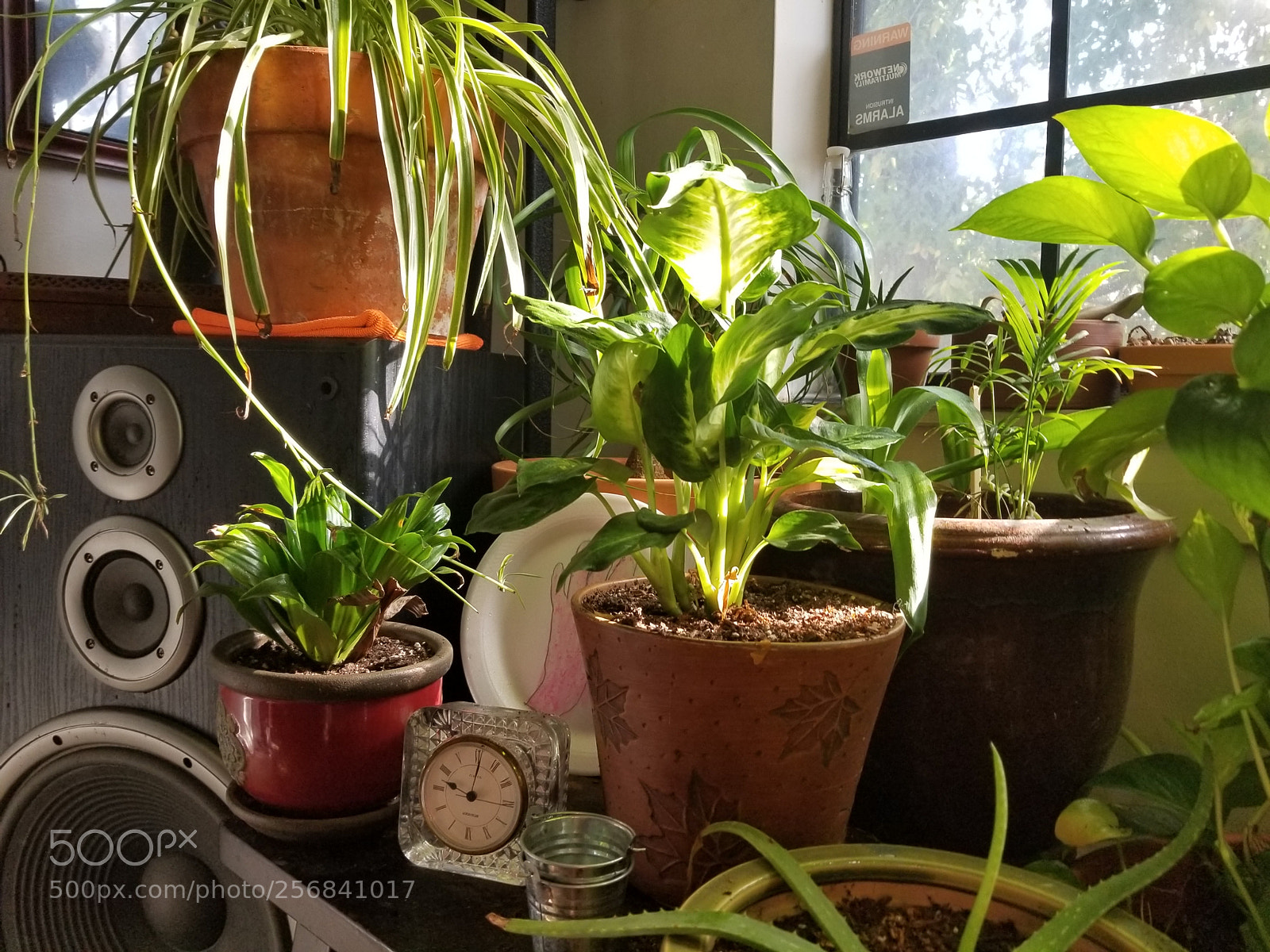 Samsung Galaxy S8+ sample photo. House plants photography