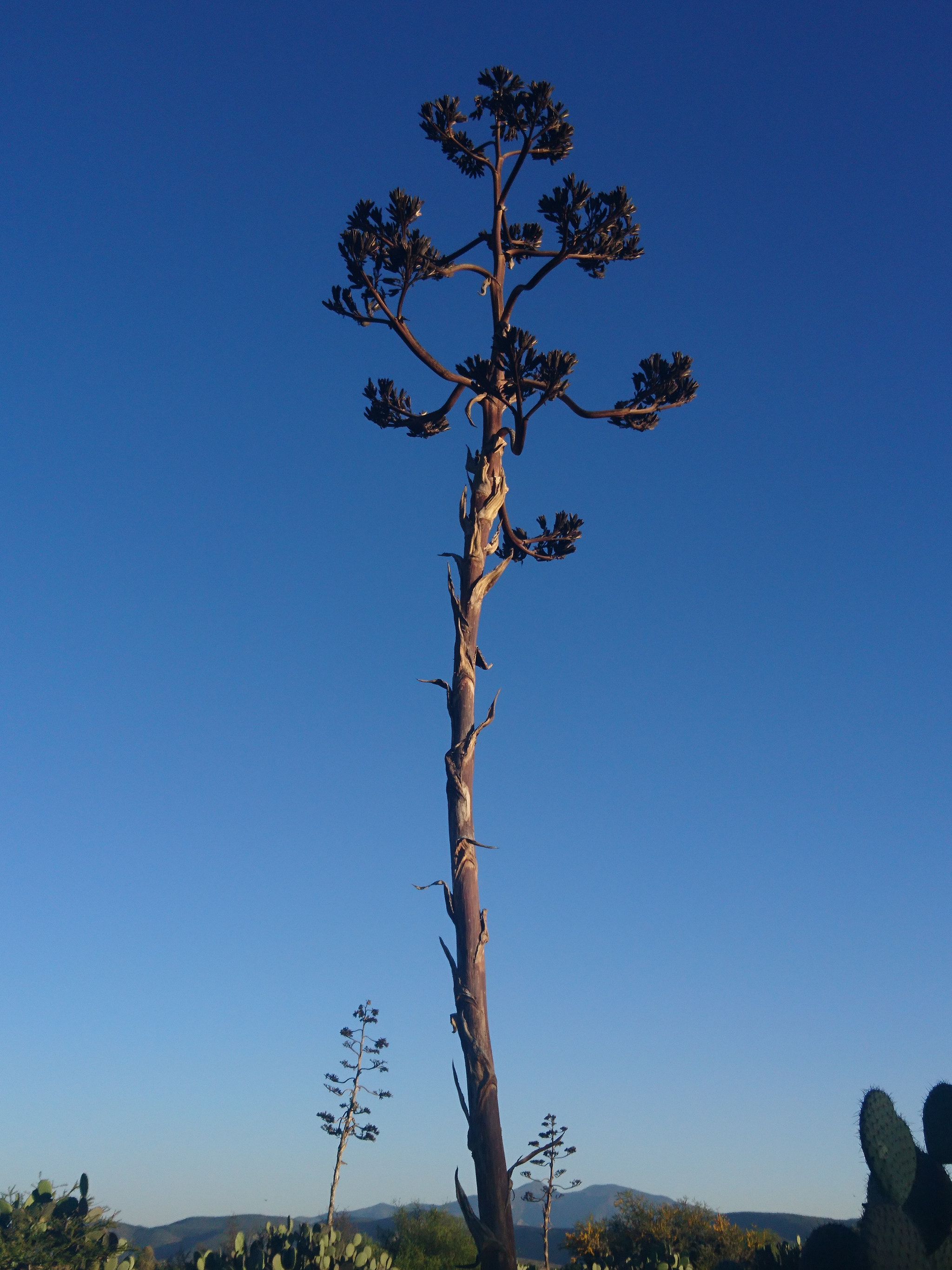 Sony Xperia X sample photo. Quiote de maguey photography
