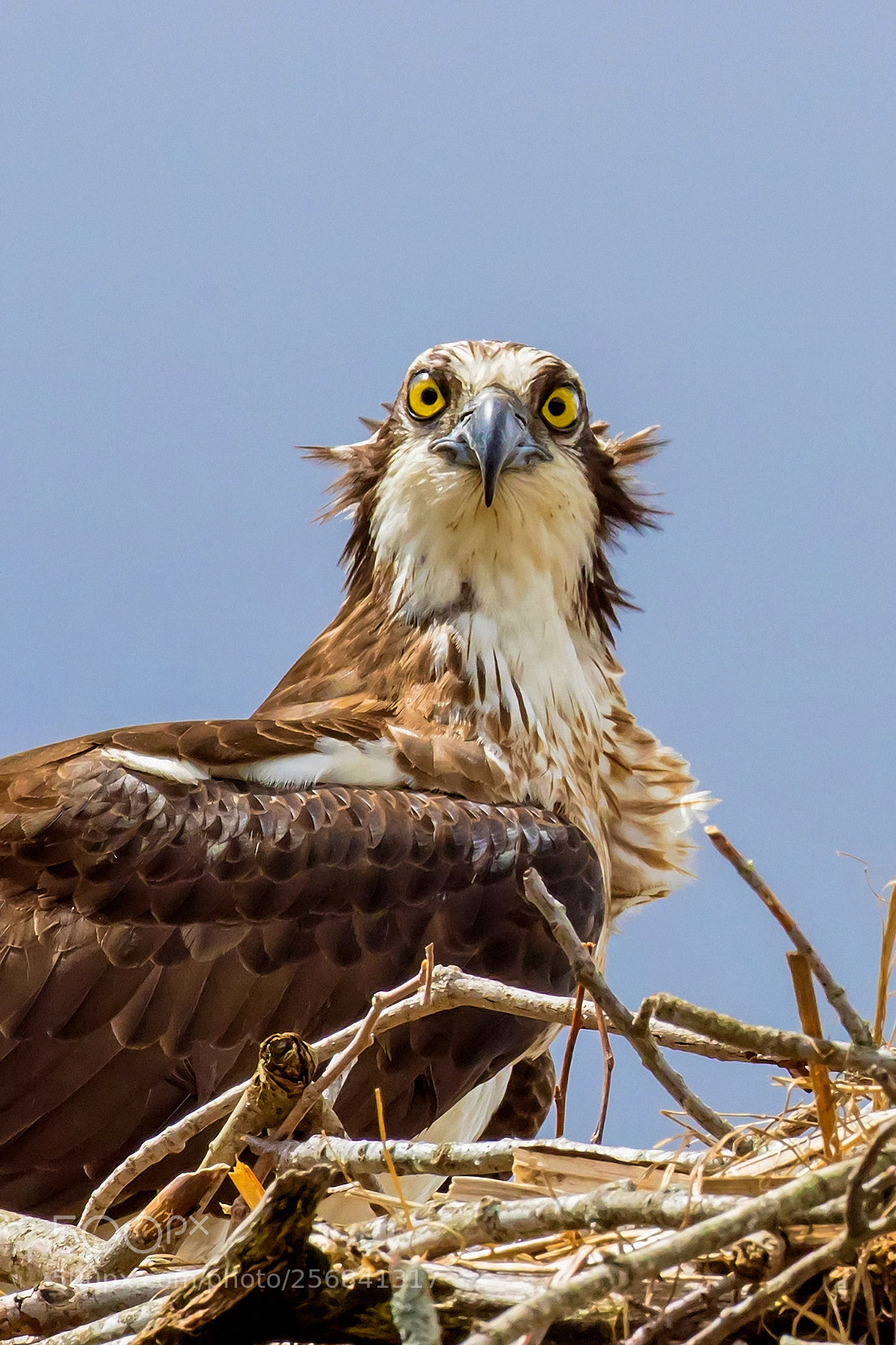 Canon EOS 7D Mark II sample photo. Those eyes photography
