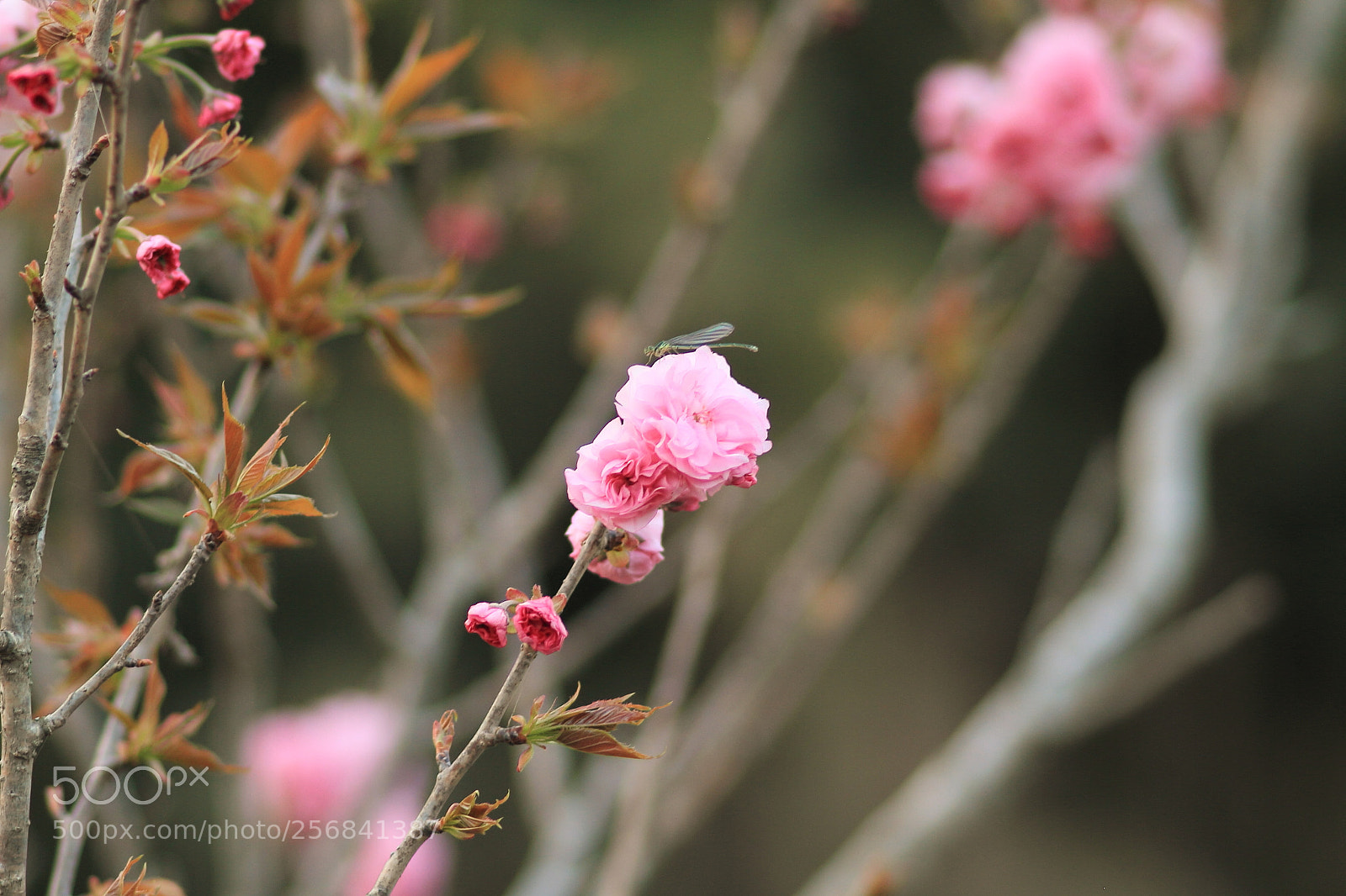 Canon EOS 7D + Canon EF 50mm F1.8 II sample photo. Dragonfly photography