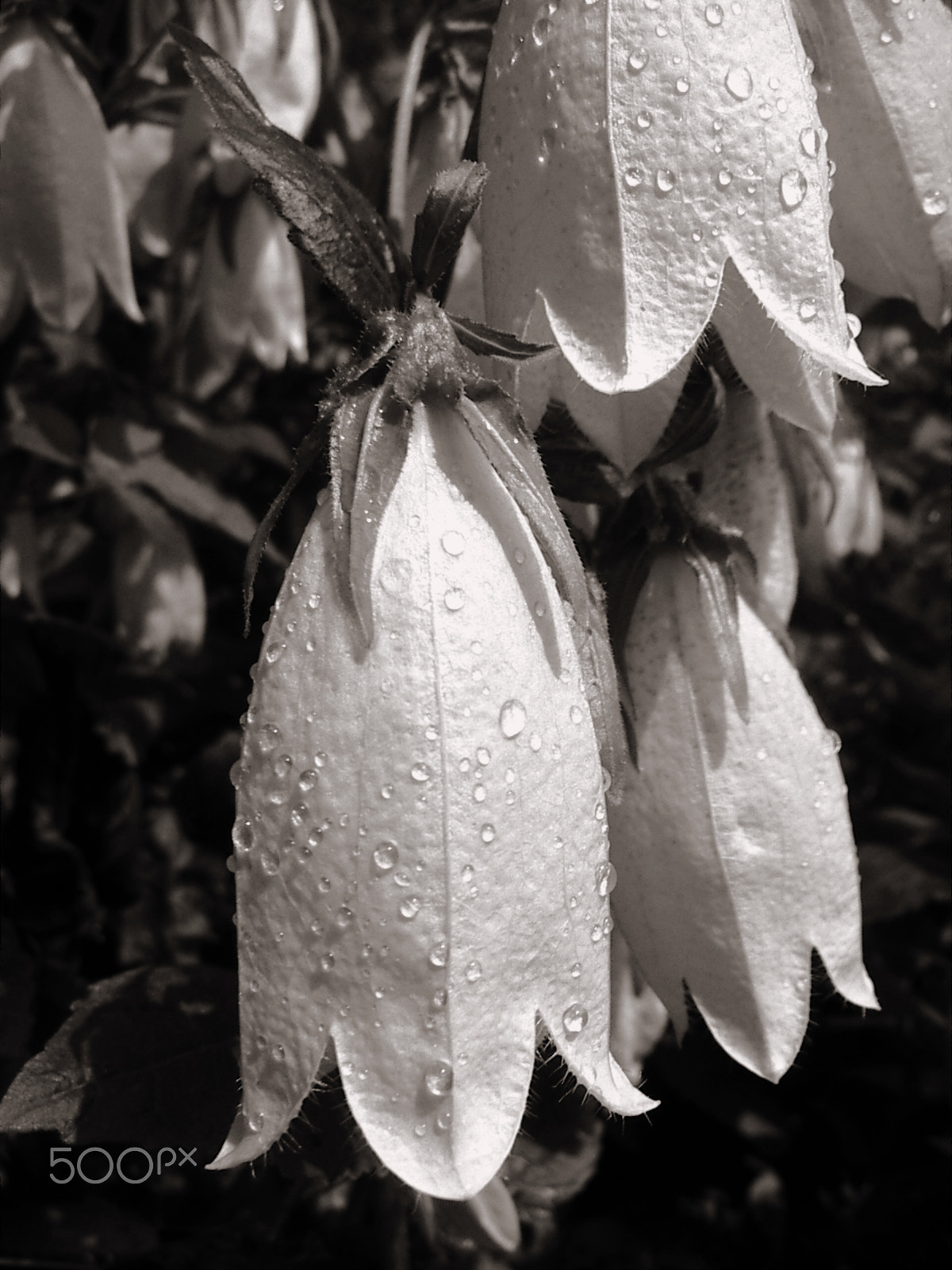 KONICA MINOLTA DiMAGE X21 sample photo. Like a flower-looking heart.2 photography