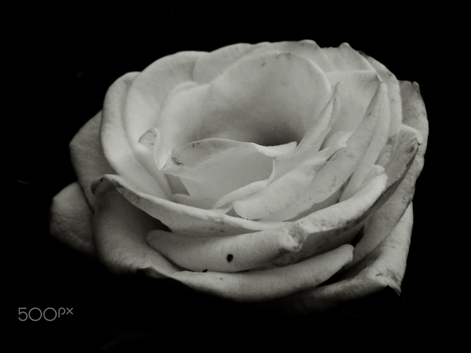 KONICA MINOLTA DiMAGE X21 sample photo. Like a flower-looking heart.3 photography