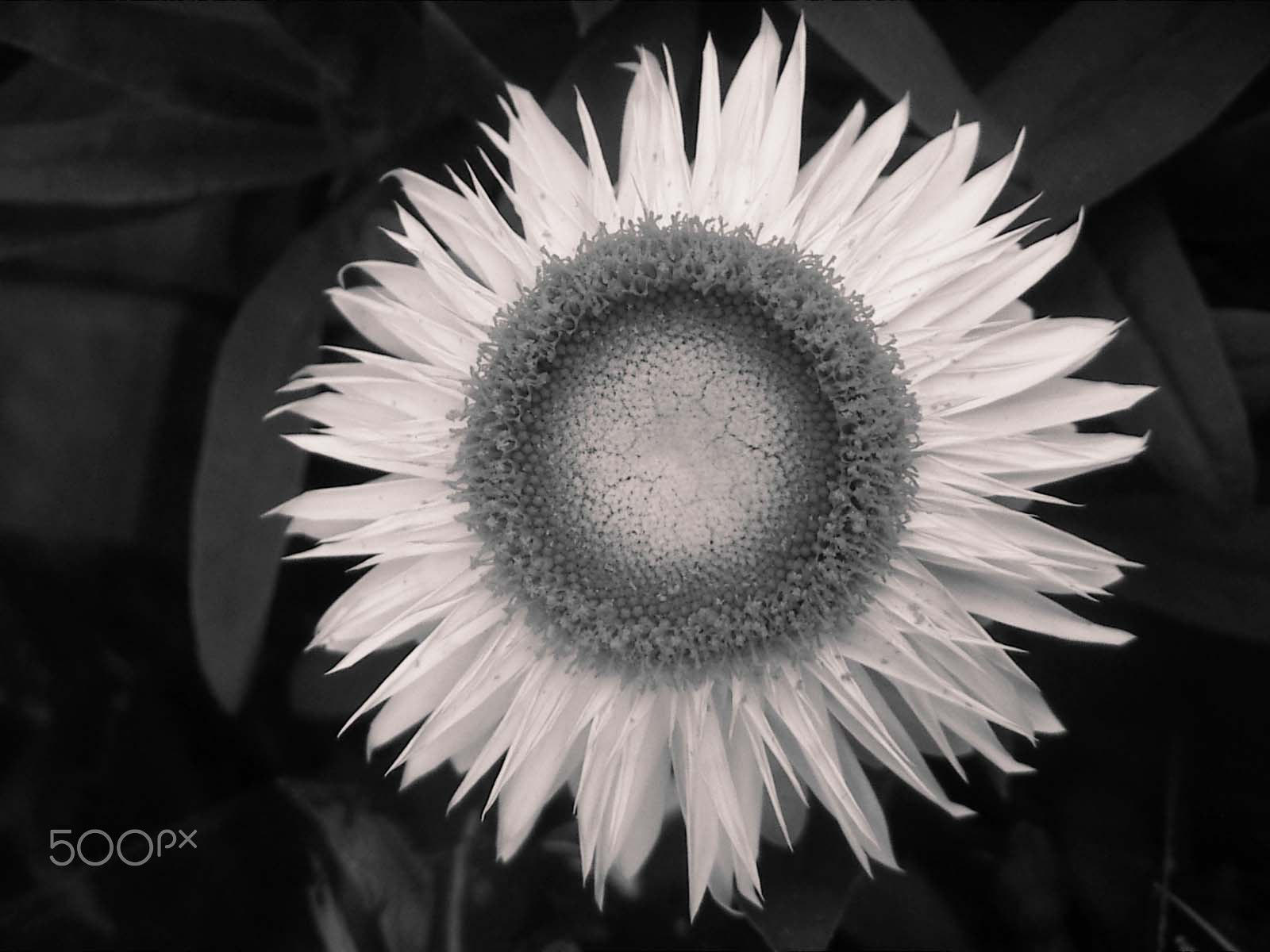 KONICA MINOLTA DiMAGE X21 sample photo. Like a flower-looking heart.4 photography