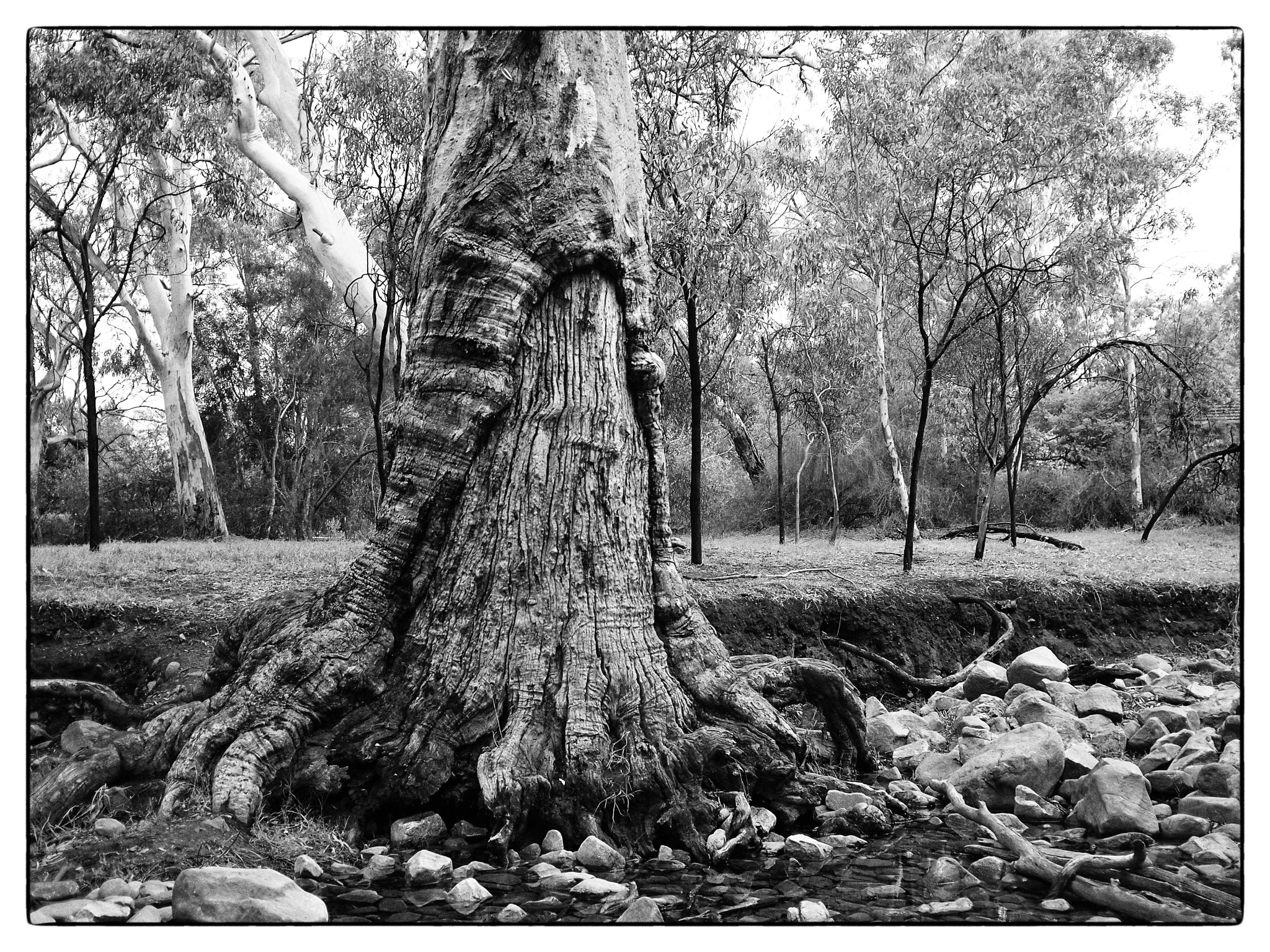 Olympus PEN E-P2 sample photo. Tree photography