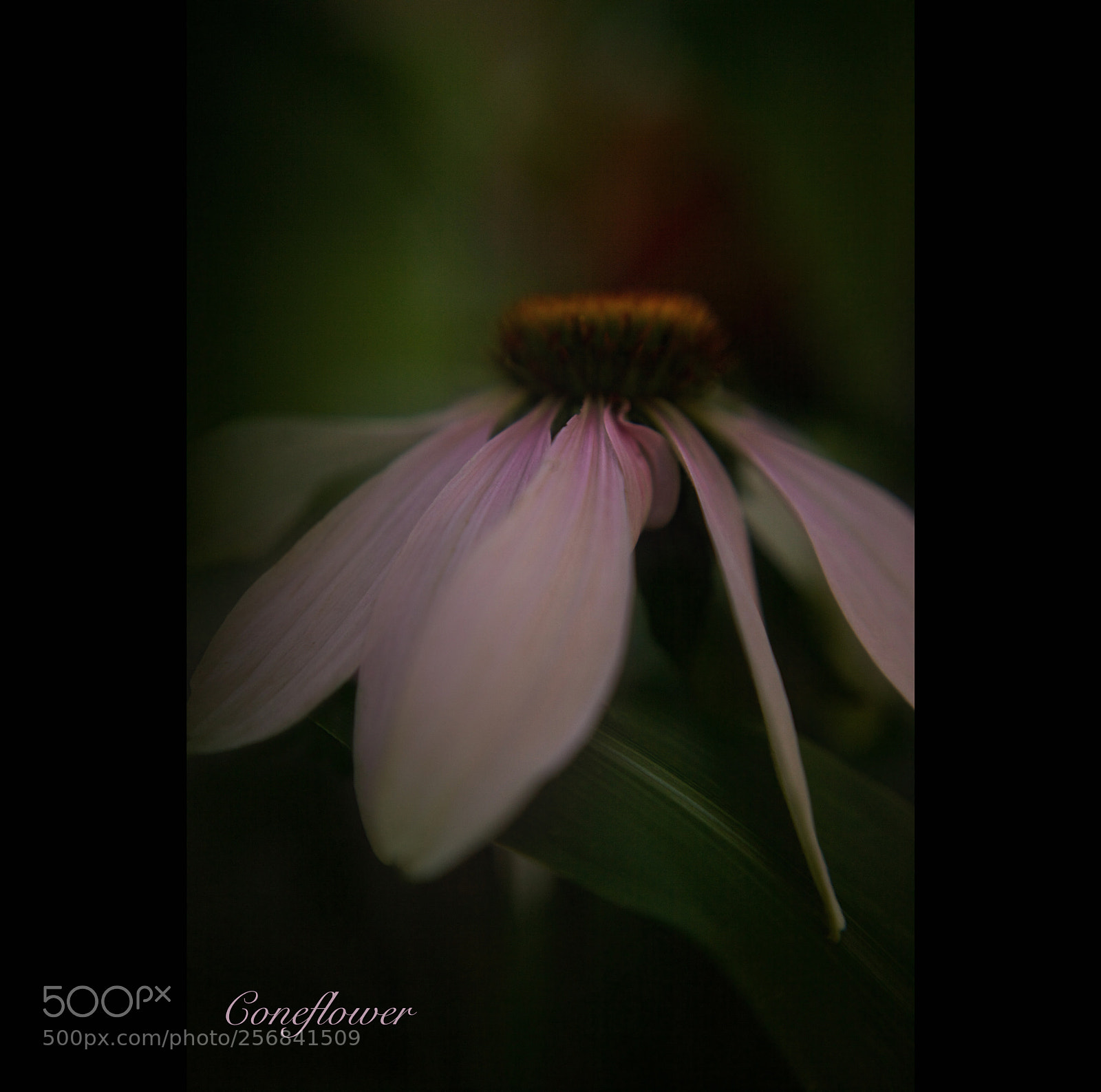 Canon EOS 5D Mark II sample photo. Cone-flower photography