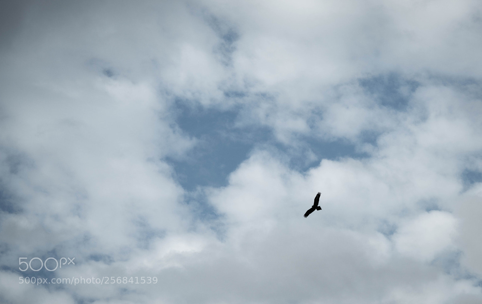 Sony a7R II sample photo. Eagle photography
