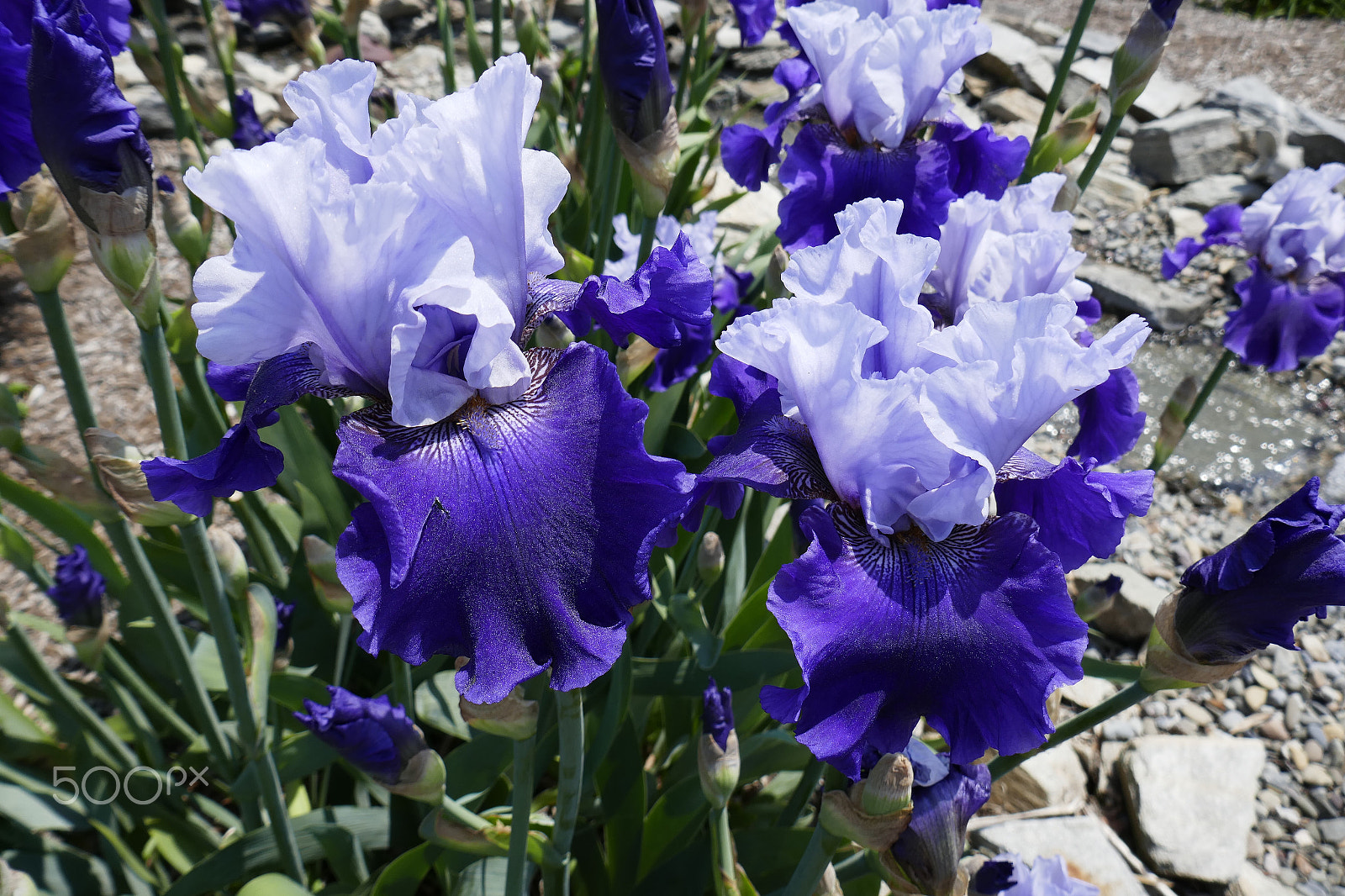 Panasonic Lumix DMC-ZS100 (Lumix DMC-TZ100) sample photo. Spring delight photography