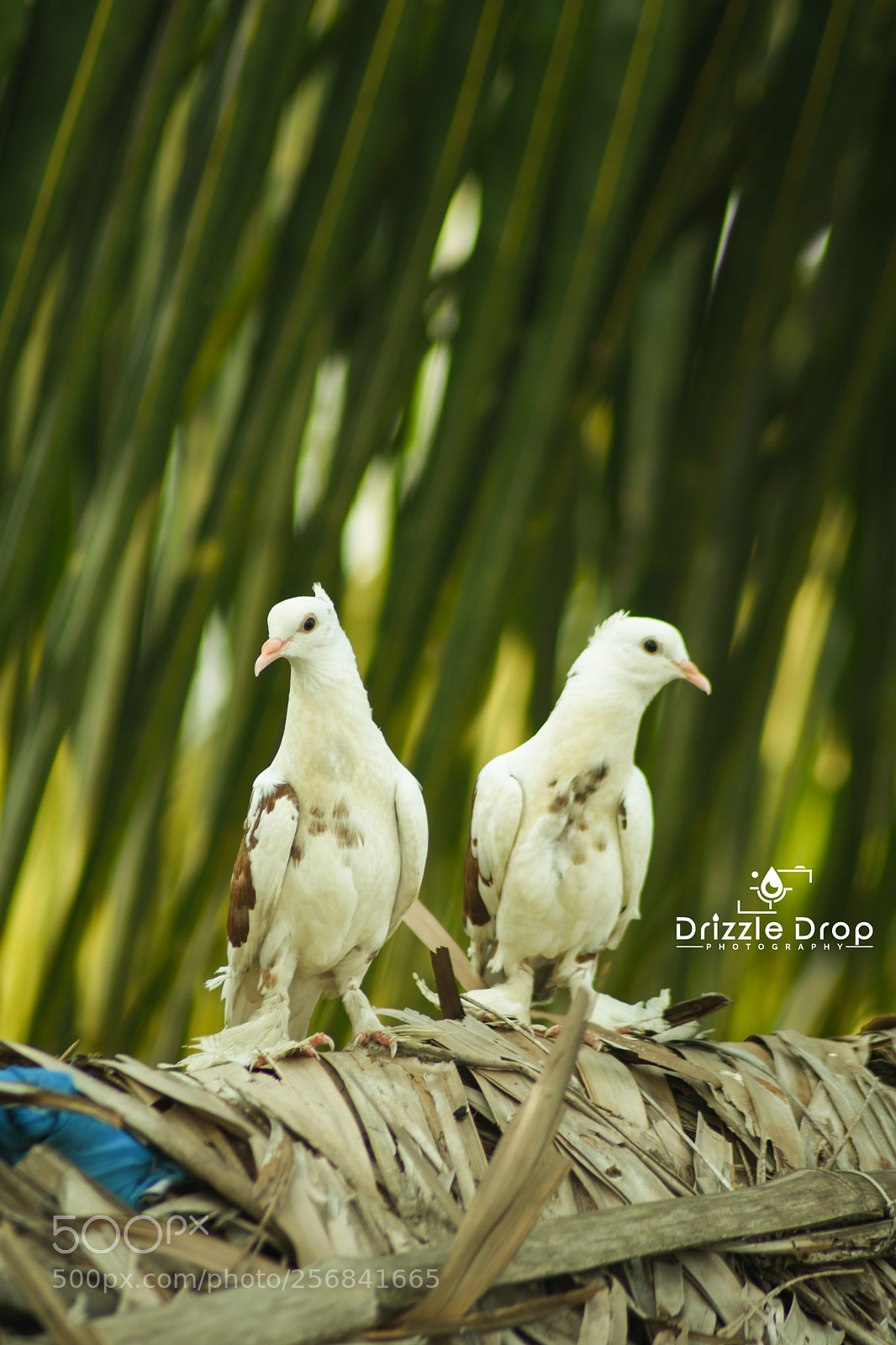 Nikon D7200 sample photo. Pigeon photography