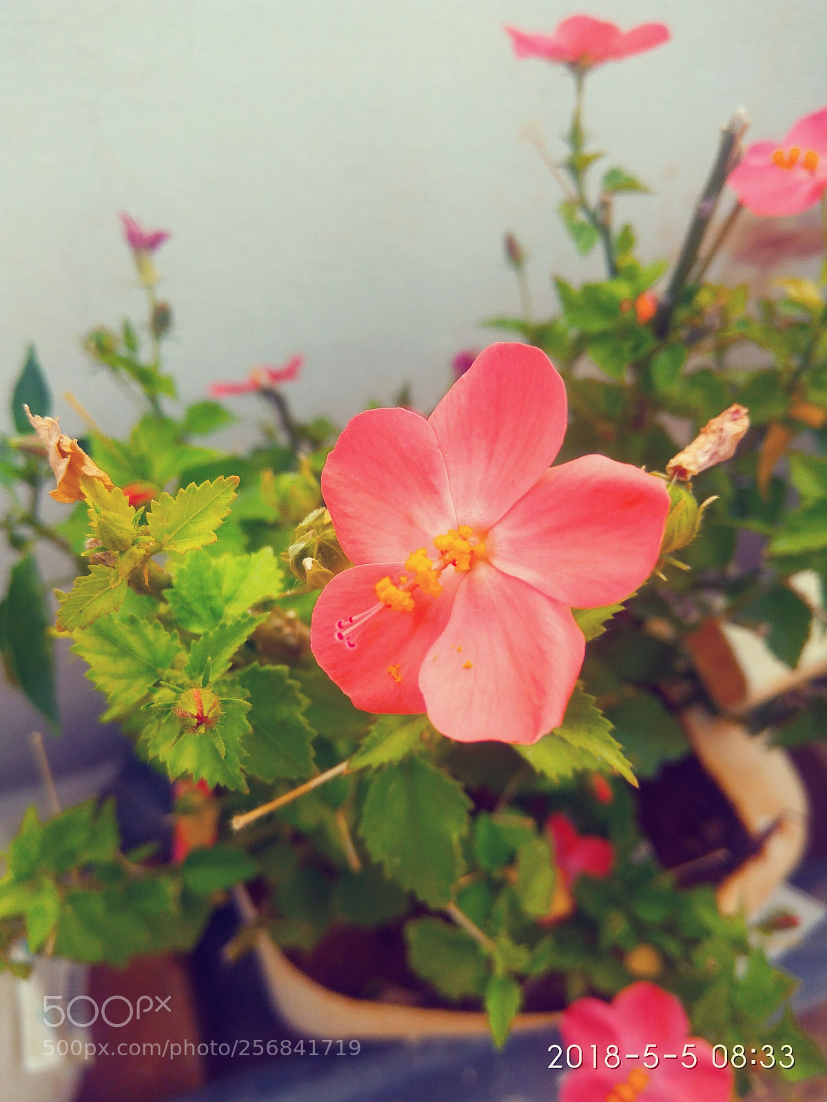 Xiaomi Redmi Note3 sample photo. Blossom photography