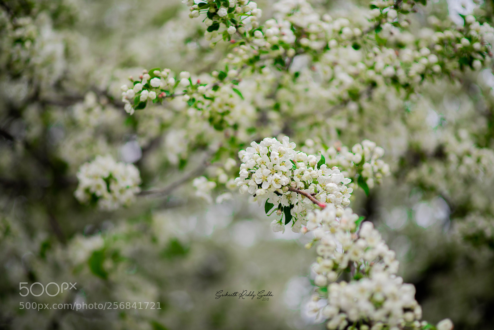 Nikon D810 sample photo. Untitled photography
