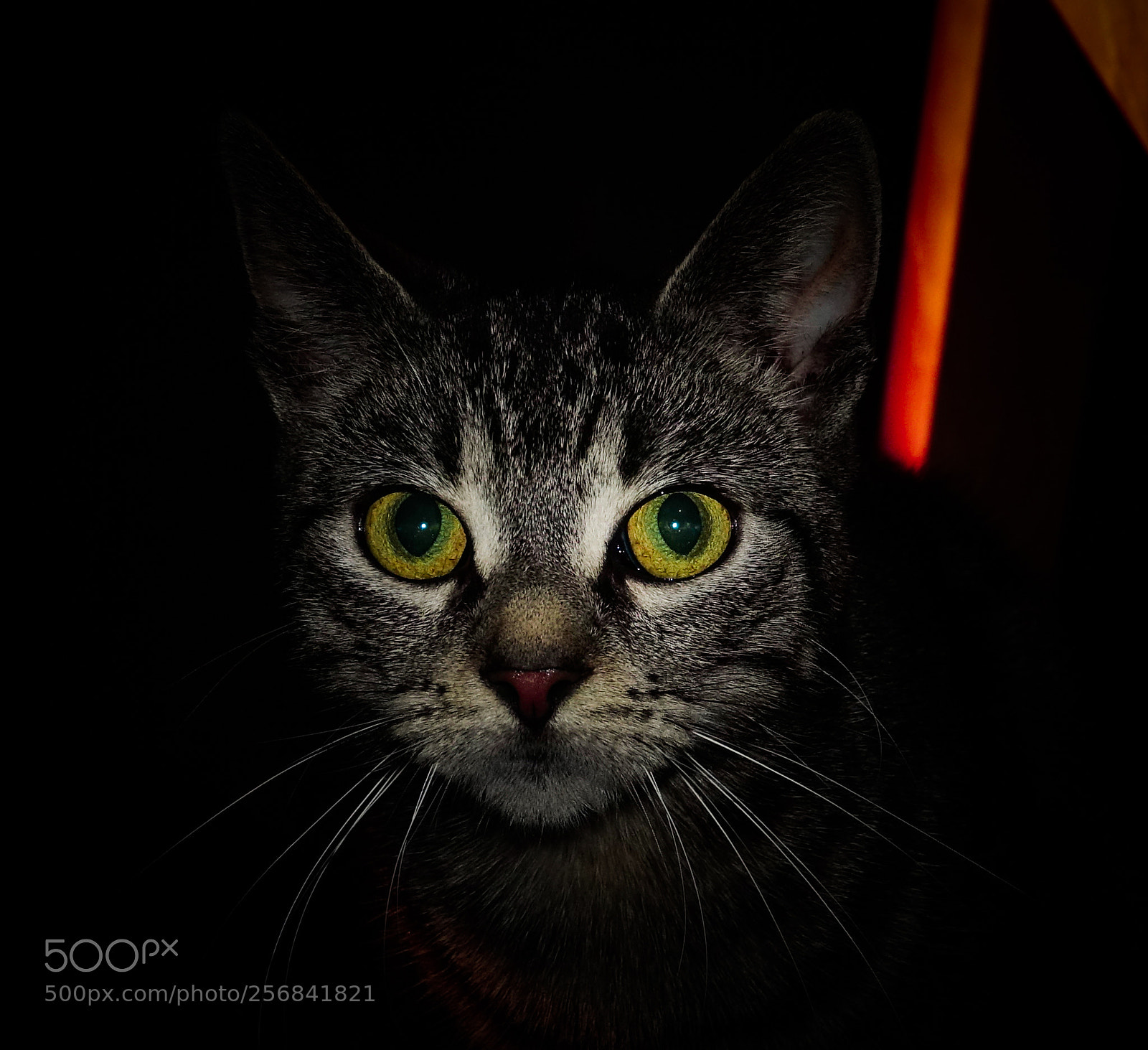 Sony Cyber-shot DSC-RX10 III sample photo. Cat photography