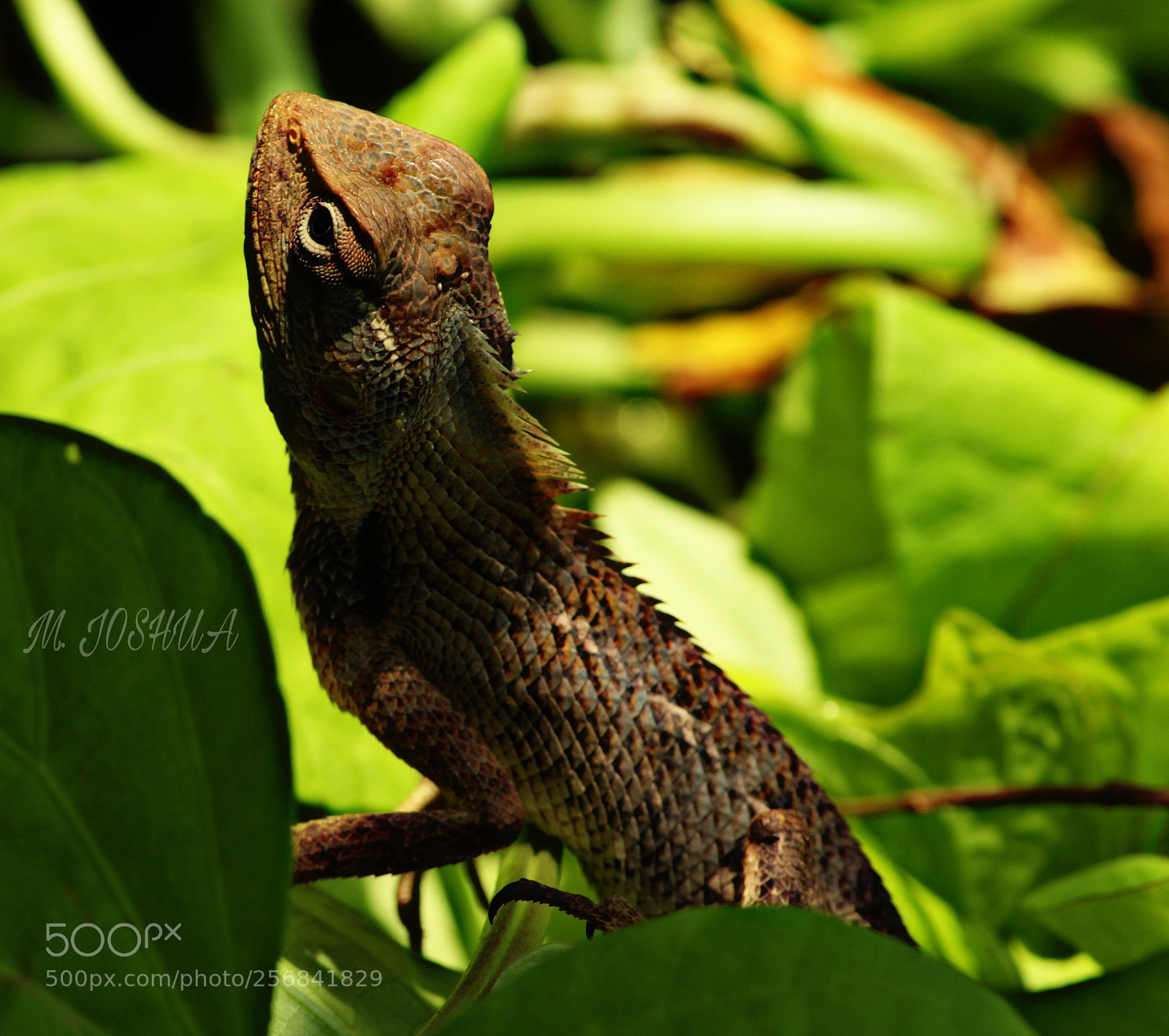 Canon EOS 700D (EOS Rebel T5i / EOS Kiss X7i) sample photo. The beautiful reptile photography