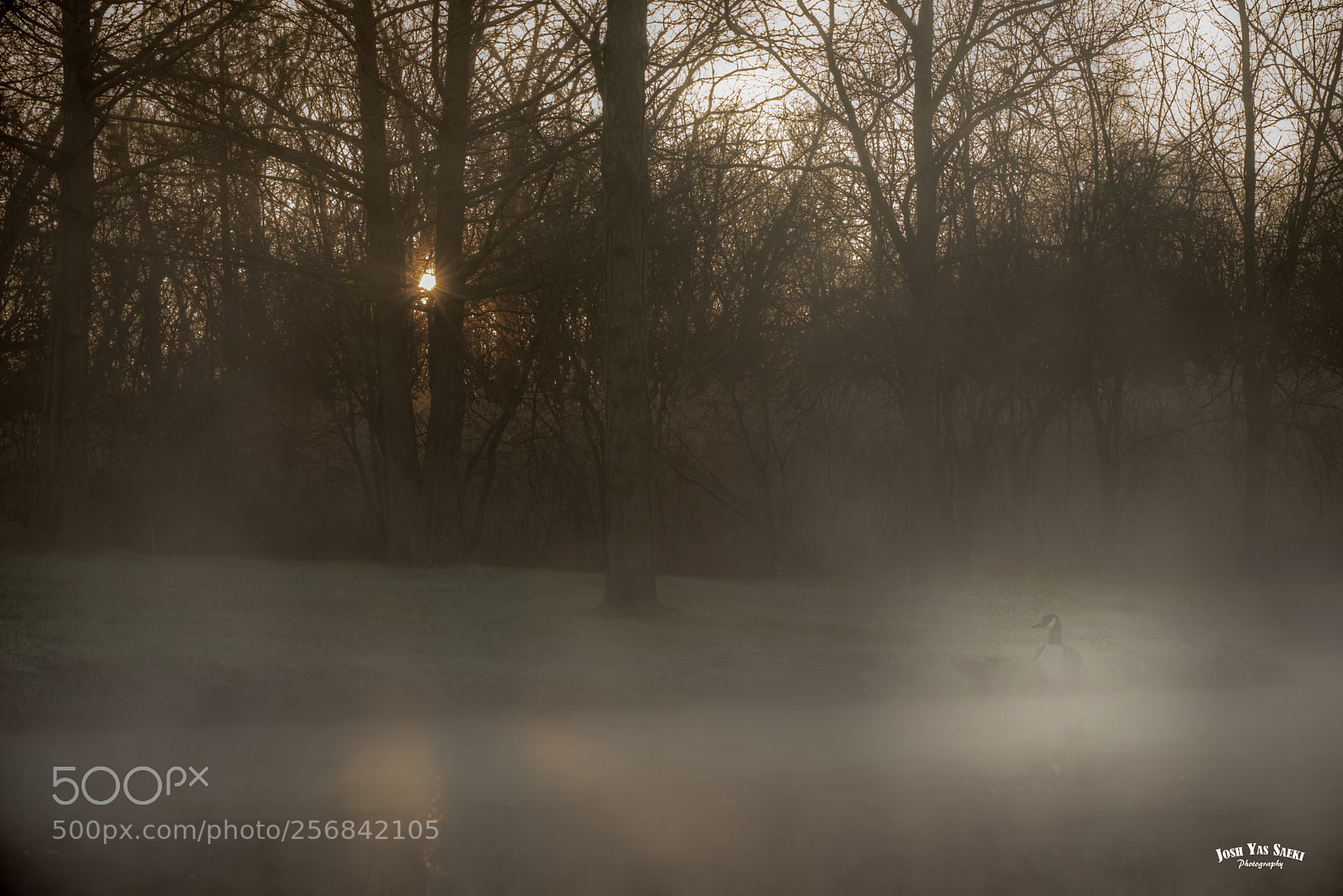 Nikon D750 sample photo. Morning mist photography