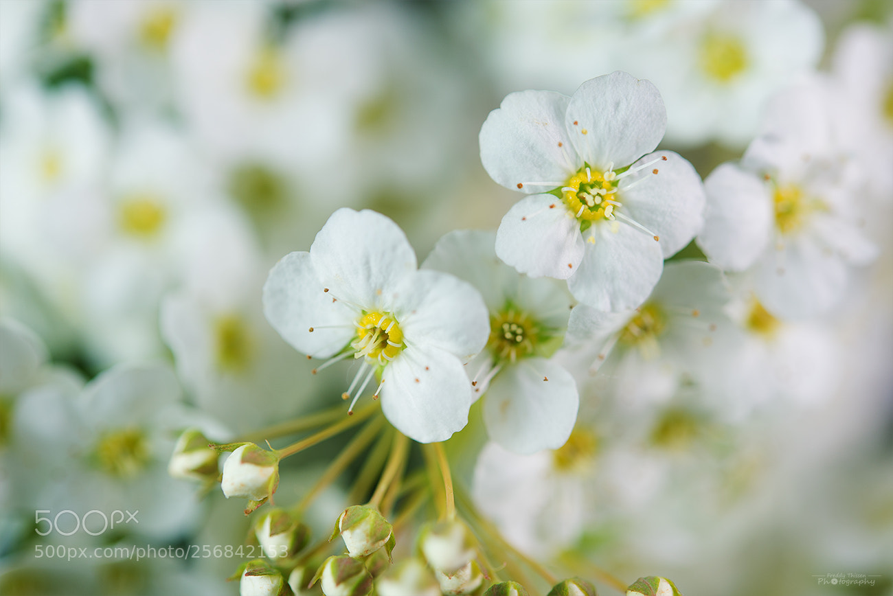 Nikon D600 sample photo. Several flowers photography