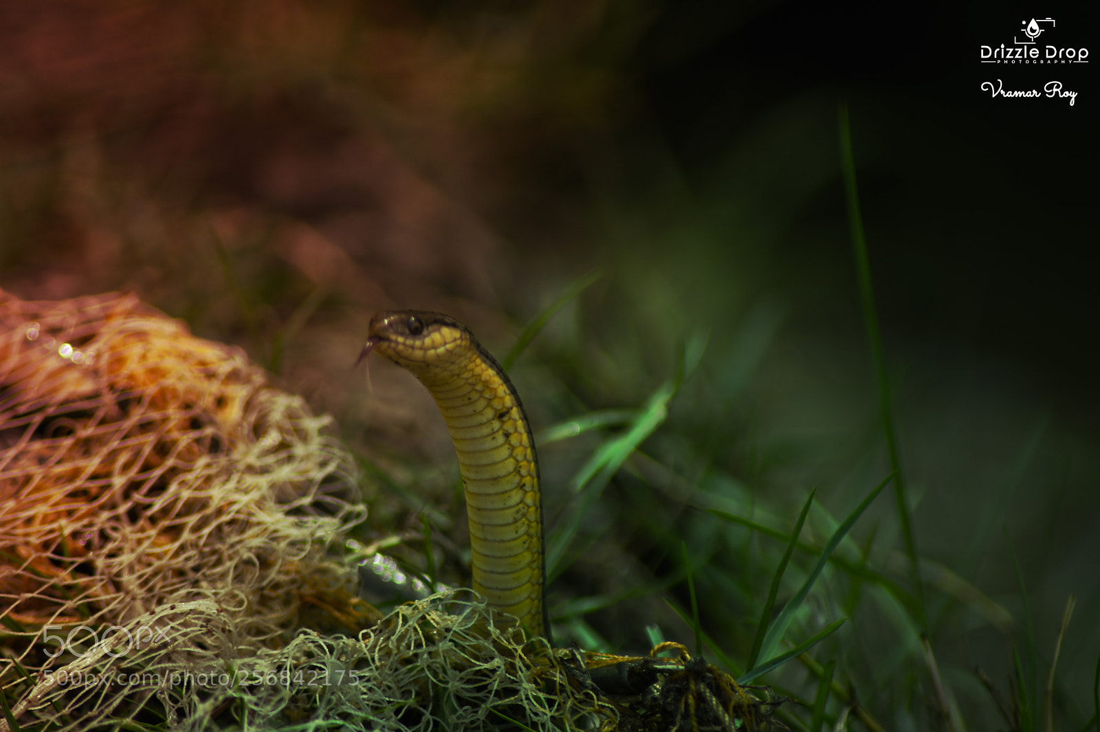 Nikon D7200 sample photo. Snake 2018 photography