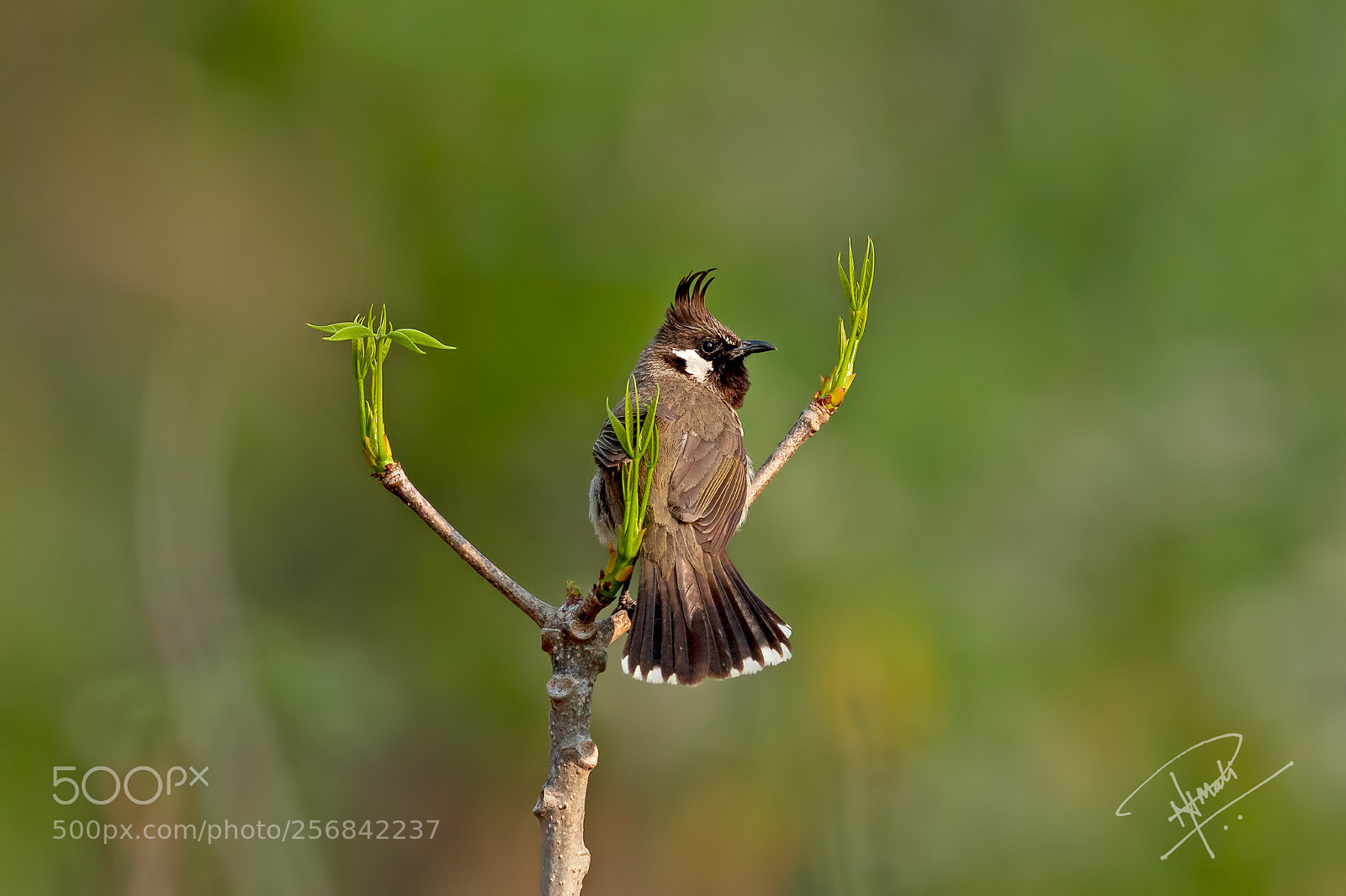Canon EOS 5D Mark IV sample photo. Himalayanbulbul photography