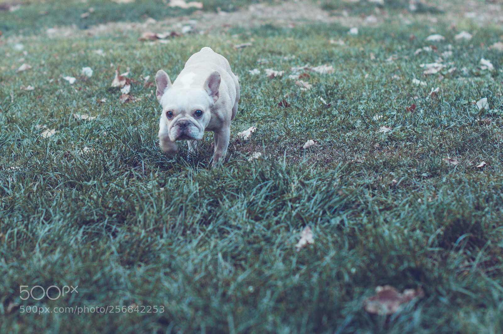 Nikon D3200 sample photo. Primera junta amateur photography