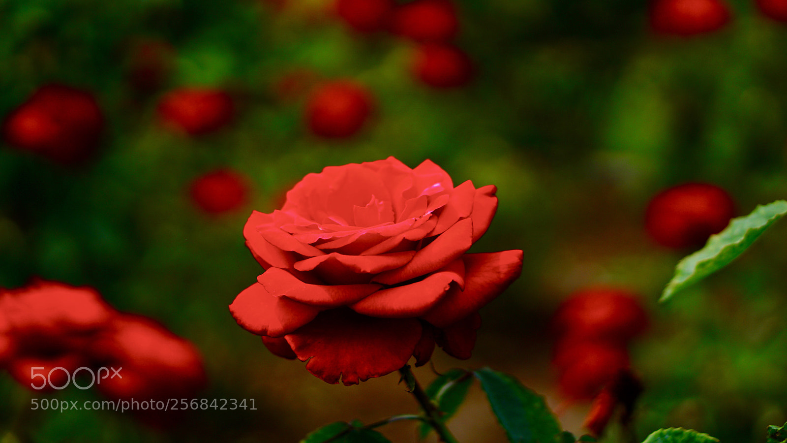 Sony a6000 sample photo. Red rose at the photography