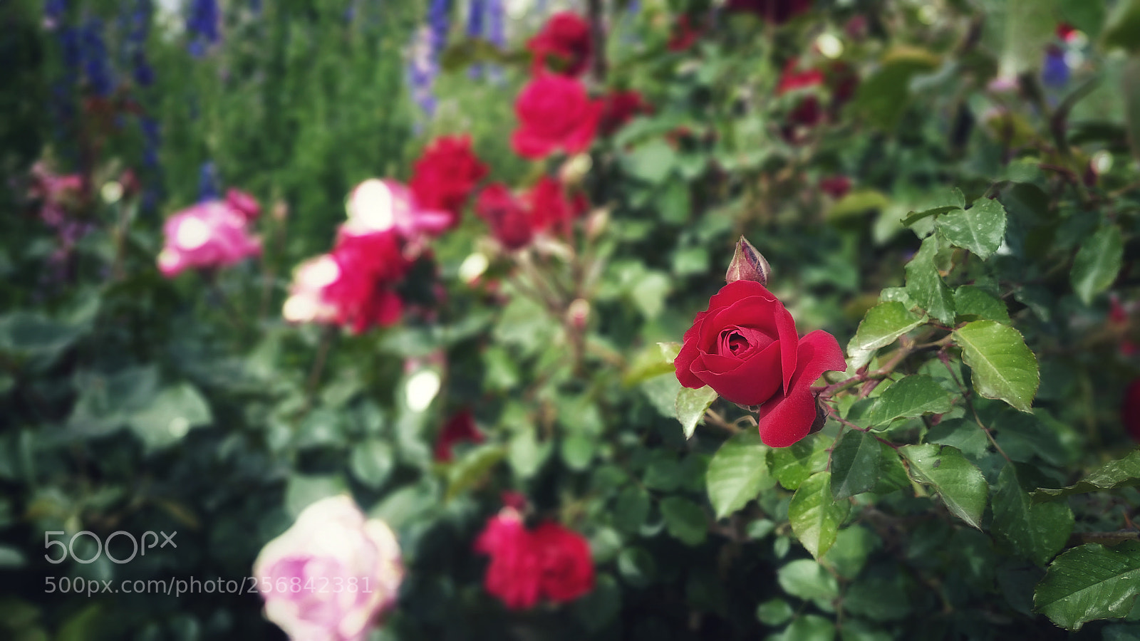Samsung Galaxy S5 sample photo. Small garden photography