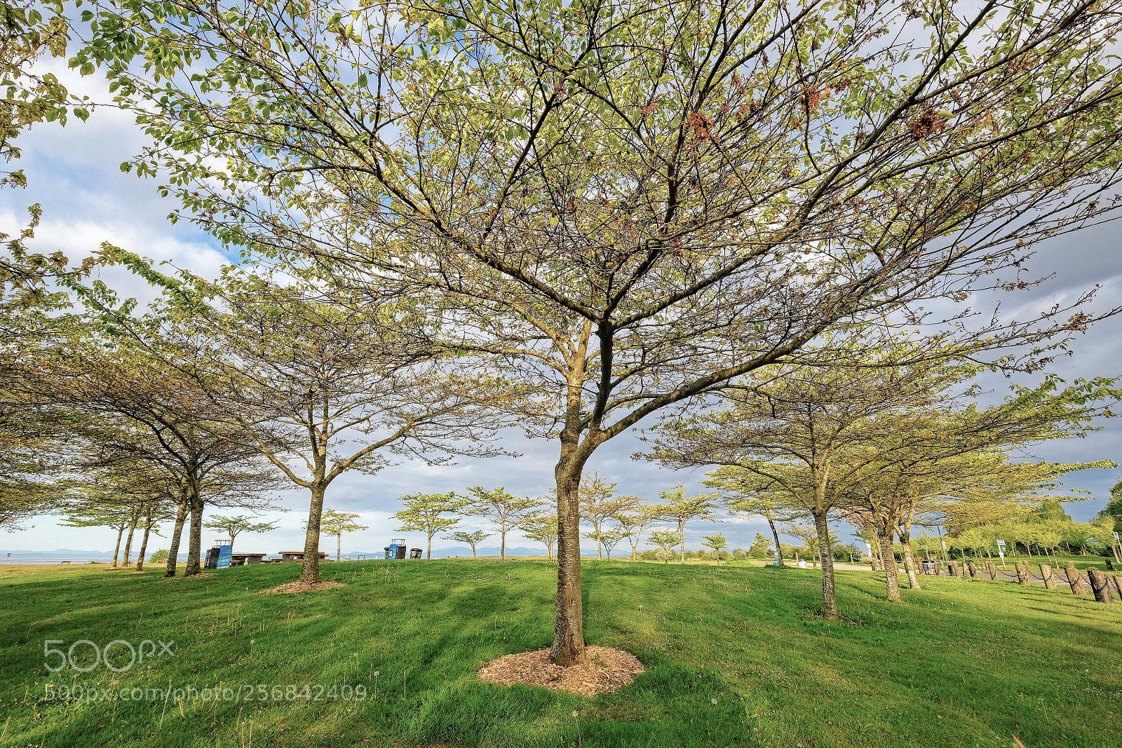 Fujifilm X-T2 sample photo. Tree photography