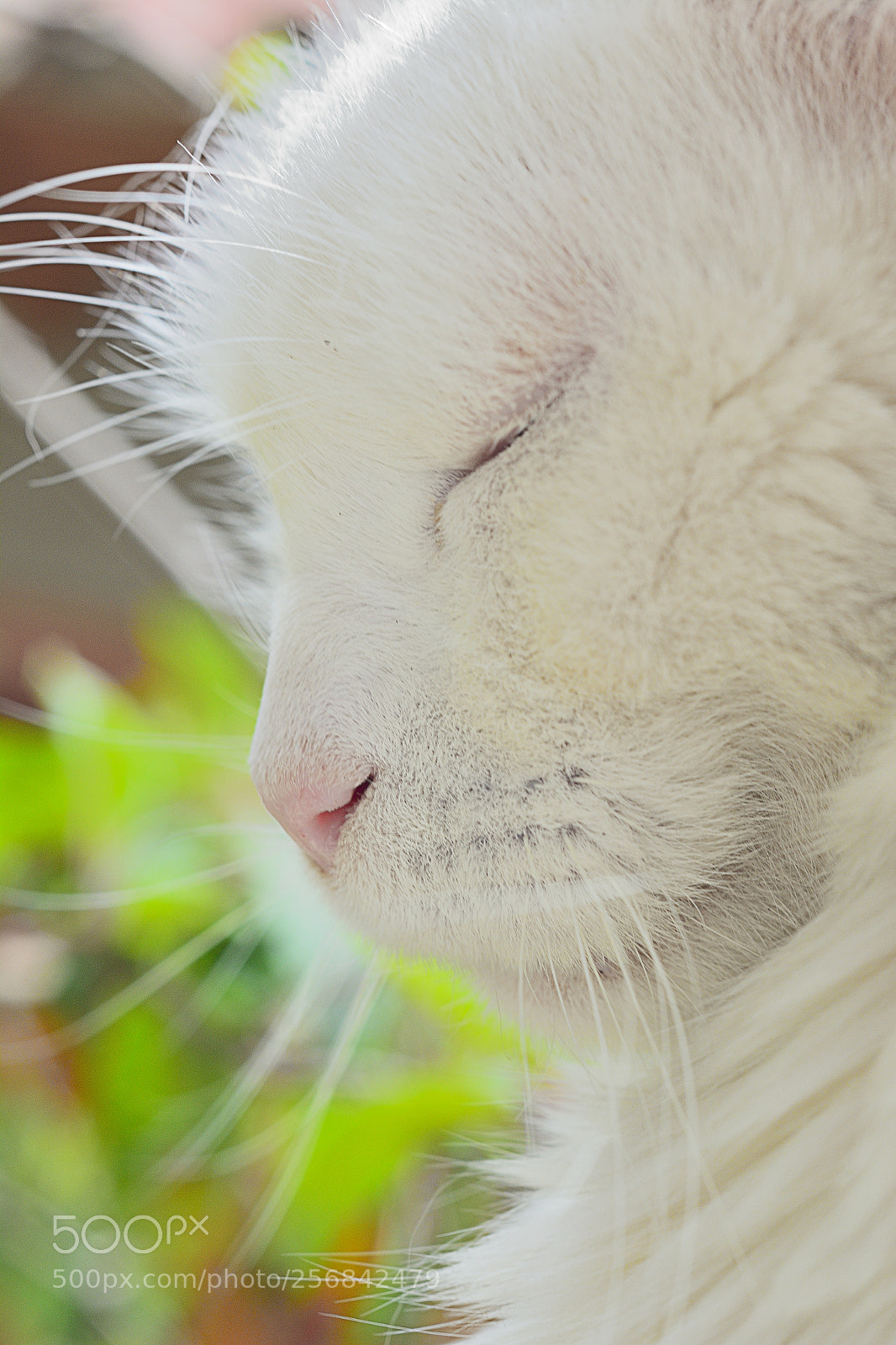 Nikon D7100 sample photo. Cat dreams photography