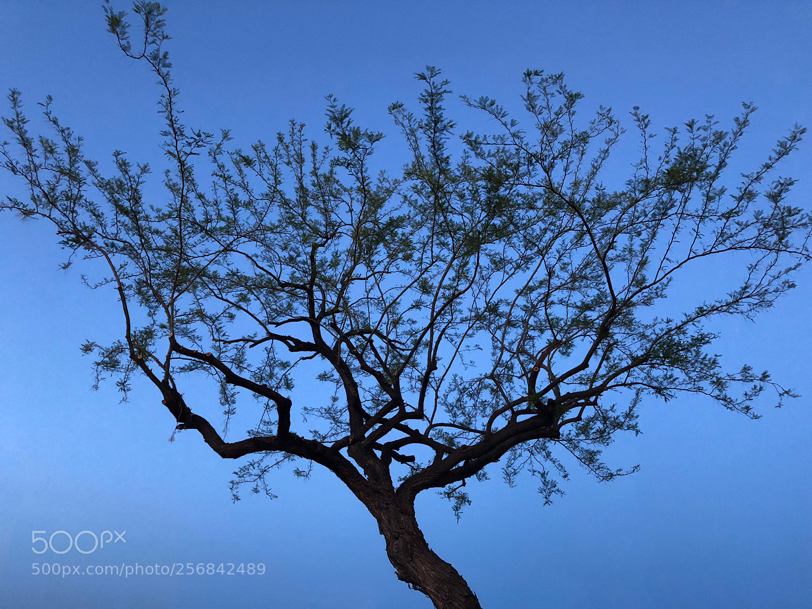 Apple iPhone 8 Plus sample photo. Deep blue photography