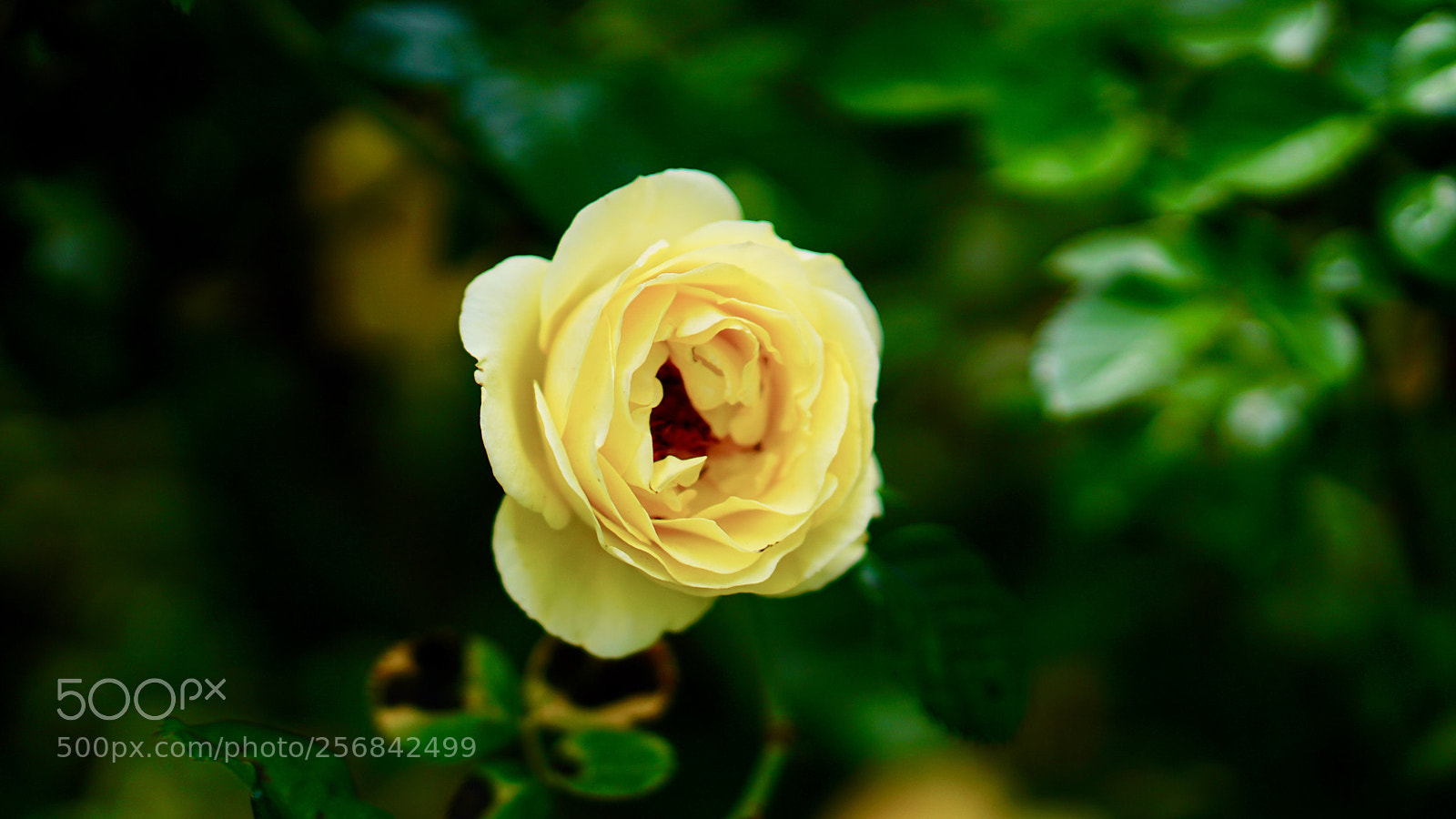Sony a6000 sample photo. Yellow flower bloom photography