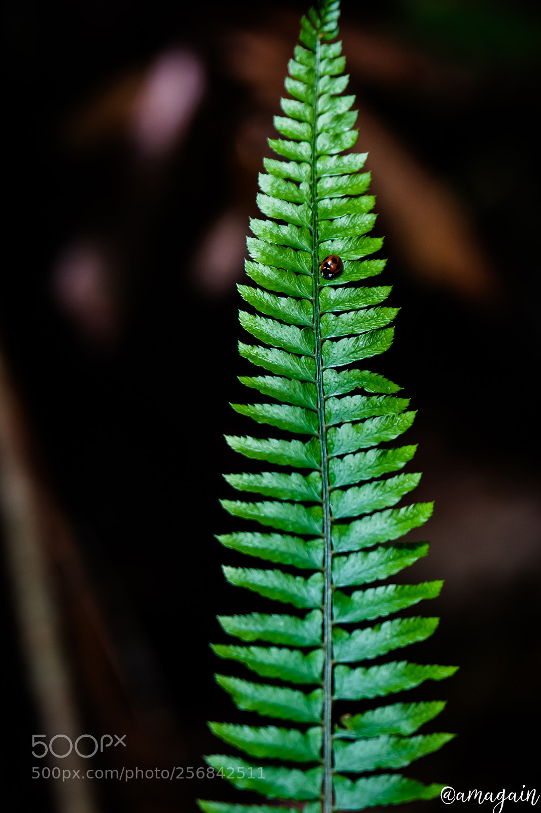 Canon EOS 70D sample photo. Ladybird photography