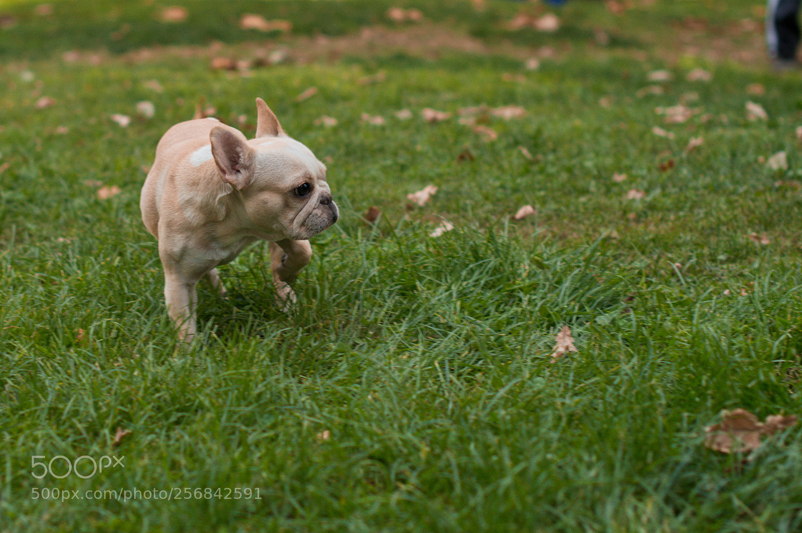 Nikon D3200 sample photo. Primera junta amateur photography