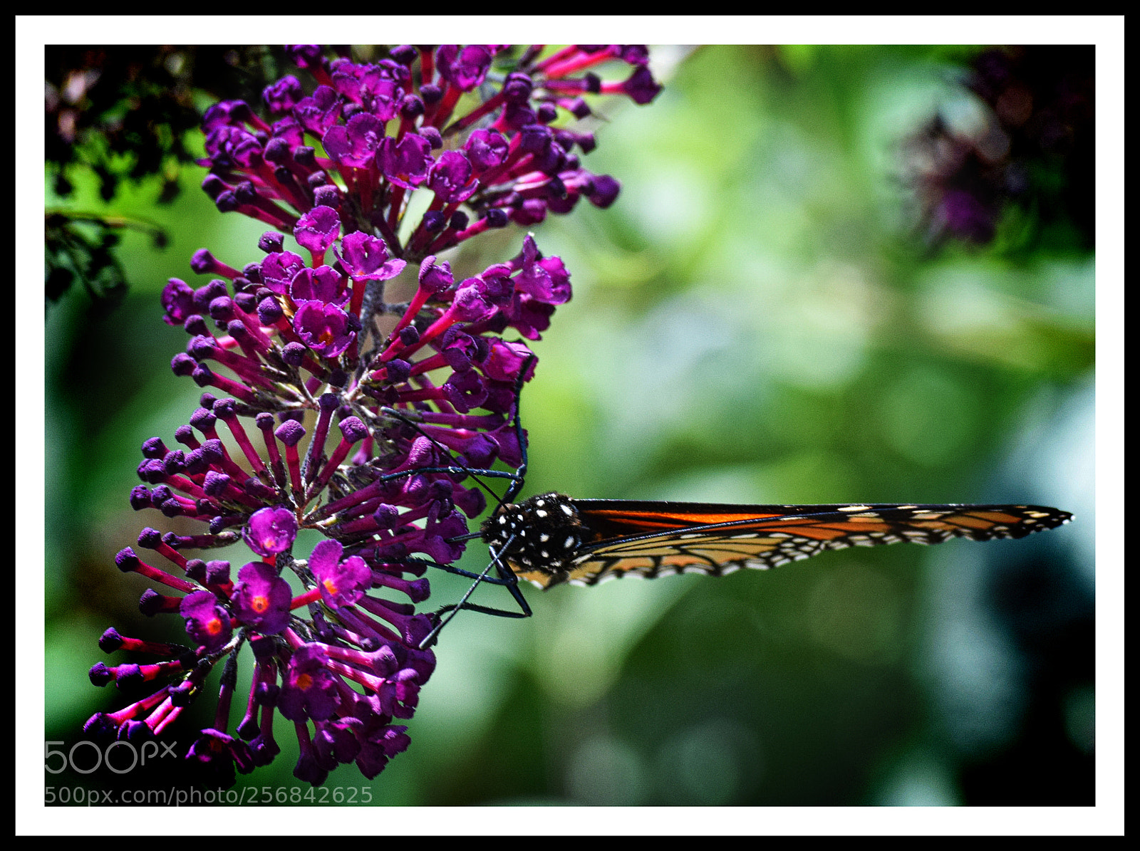 Nikon D3300 sample photo. Feeding monarch butterfly photography