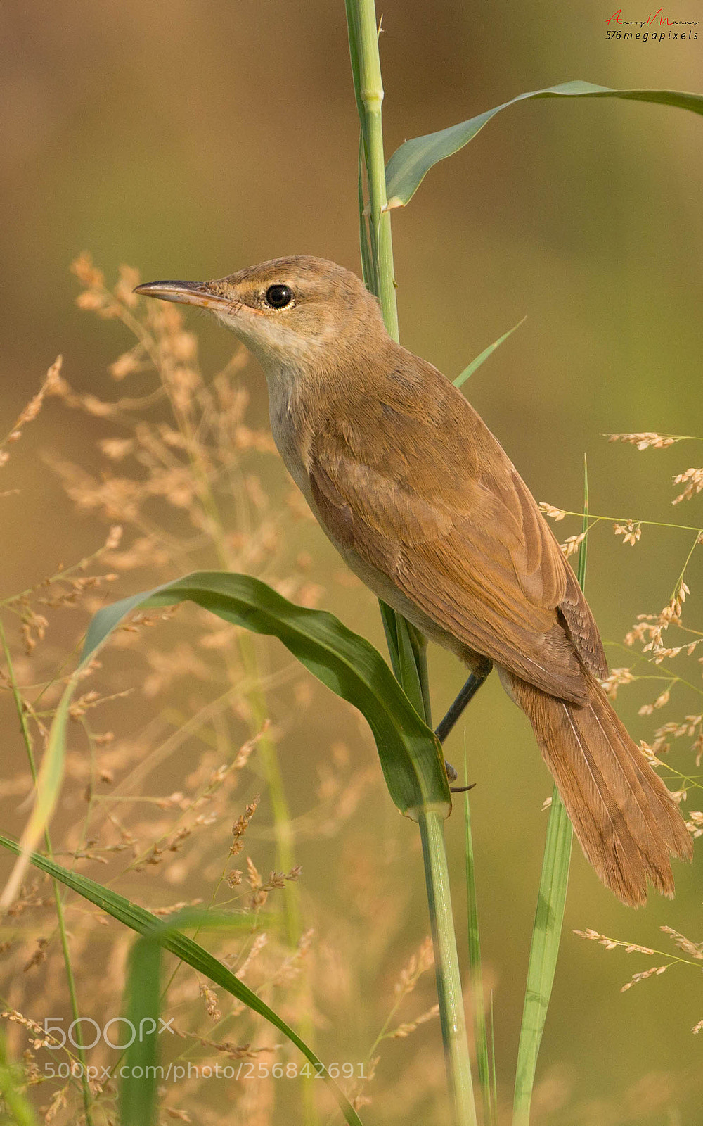 Canon EOS 70D sample photo. Clamorous reed warbler photography