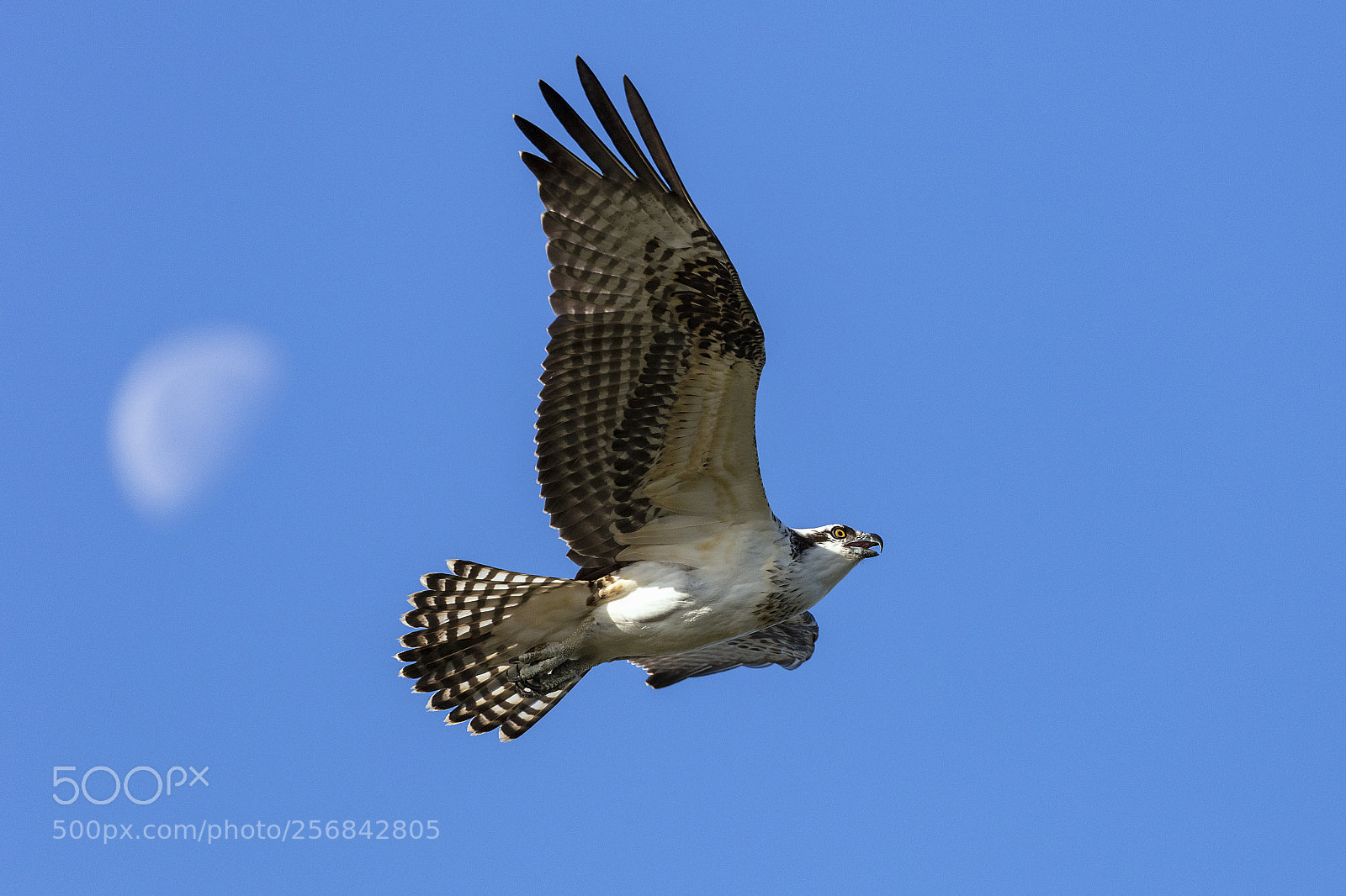 Canon EOS 5DS sample photo. Fledgling osprey learning to photography