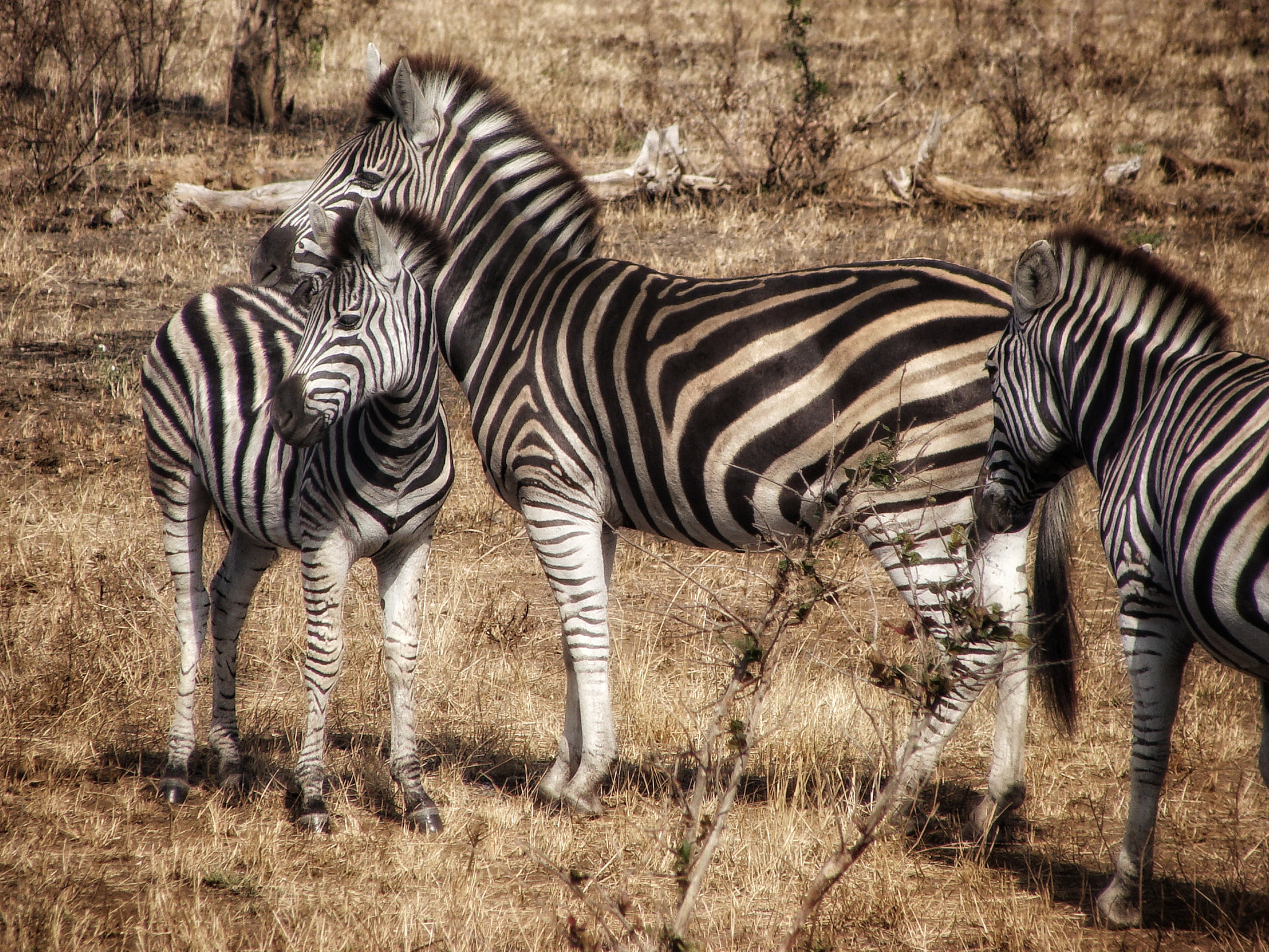 Sony Cyber-shot DSC-H10 sample photo. Stripes... photography