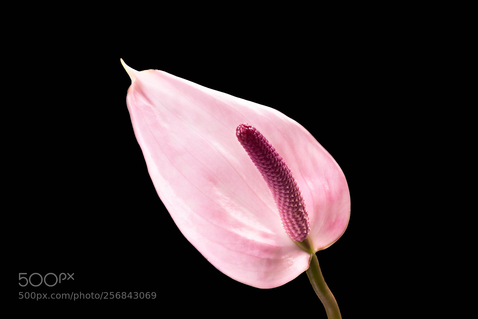 Sony a7R sample photo. Untitled photography