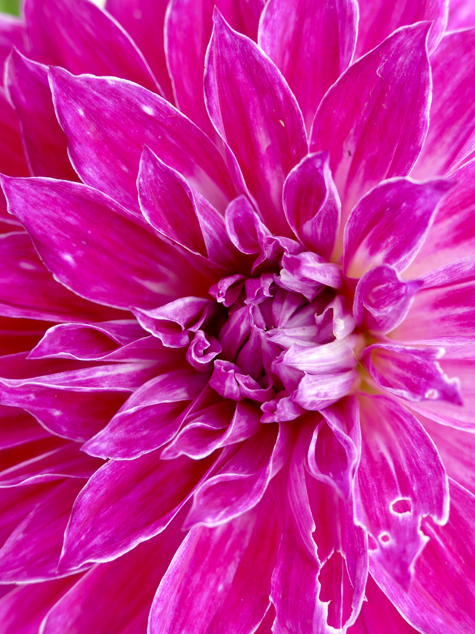 Leica V-Lux (Typ 114) sample photo. Flower photography