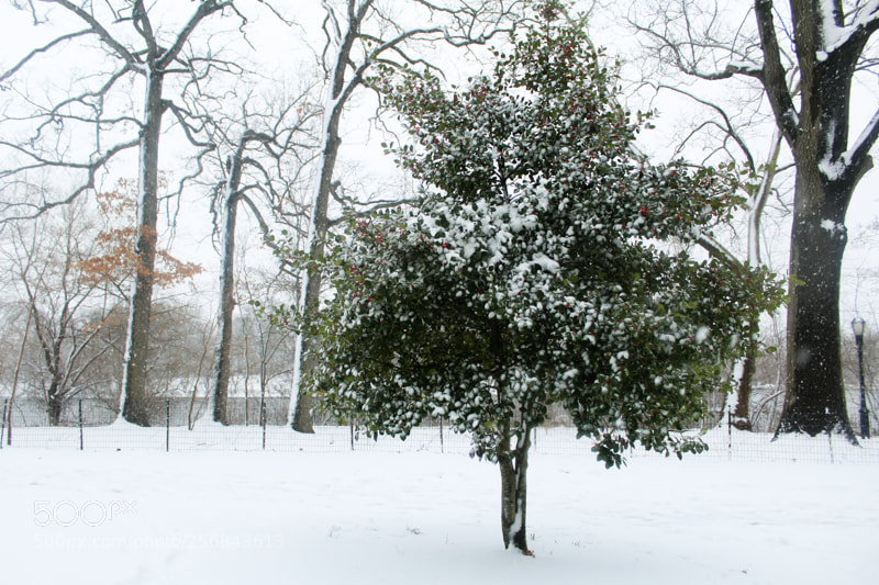 Canon EOS 1200D (EOS Rebel T5 / EOS Kiss X70 / EOS Hi) sample photo. From the snowstorms in photography