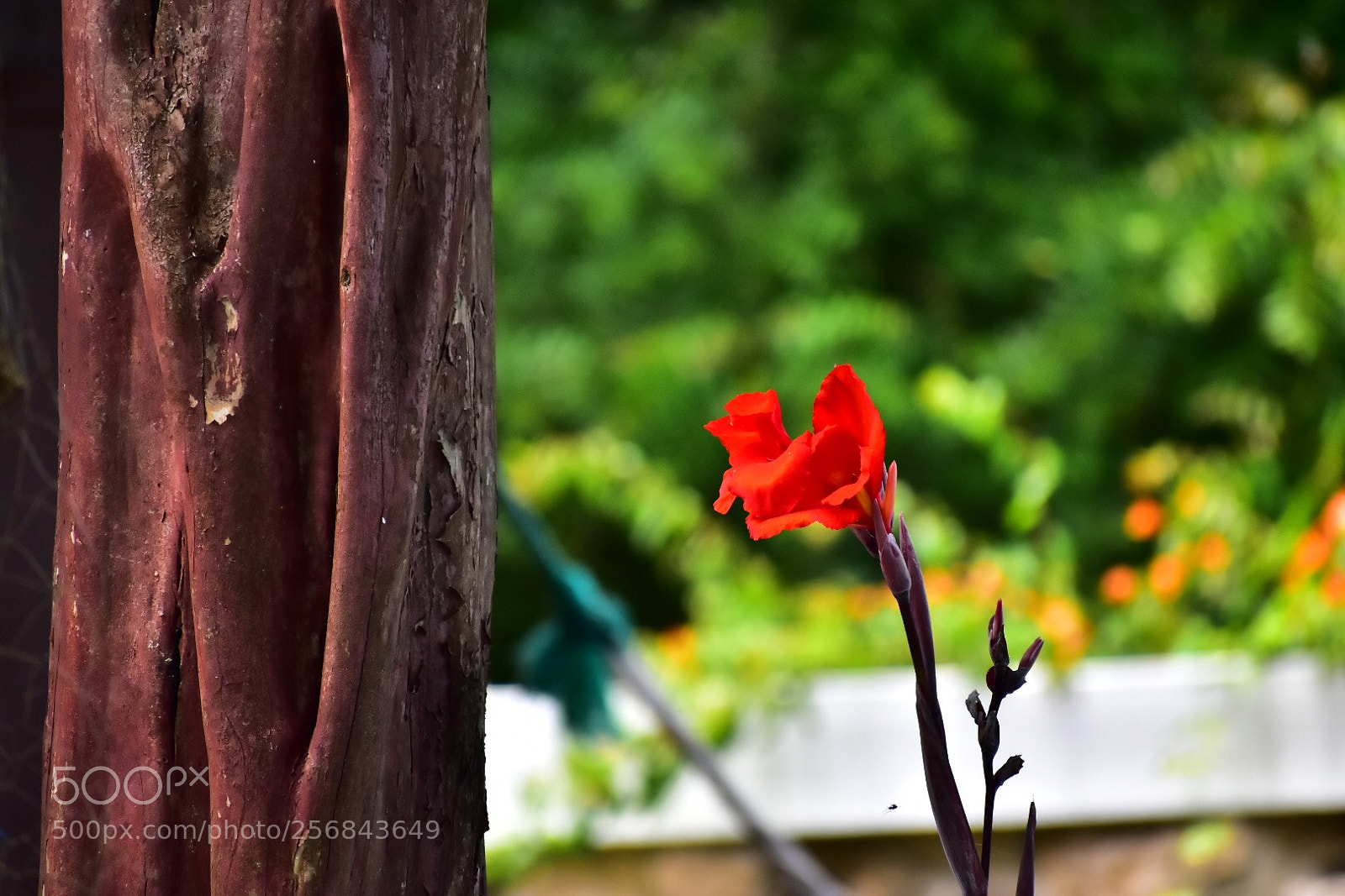 Nikon D5600 sample photo. A red solo flower!  photography