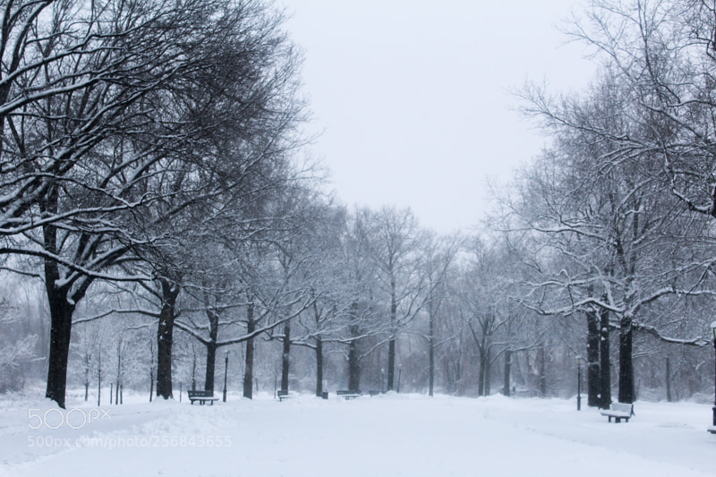 Canon EOS 1200D (EOS Rebel T5 / EOS Kiss X70 / EOS Hi) sample photo. From the snowstorms in photography