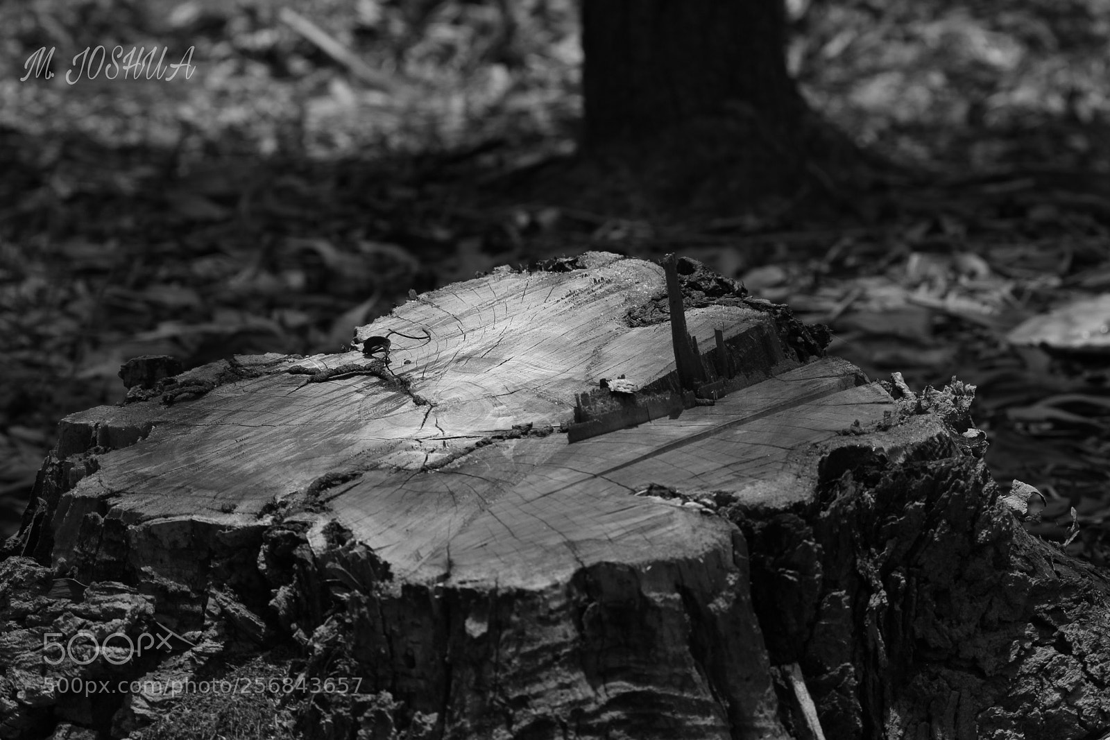 Canon EOS 700D (EOS Rebel T5i / EOS Kiss X7i) sample photo. Deforestation photography