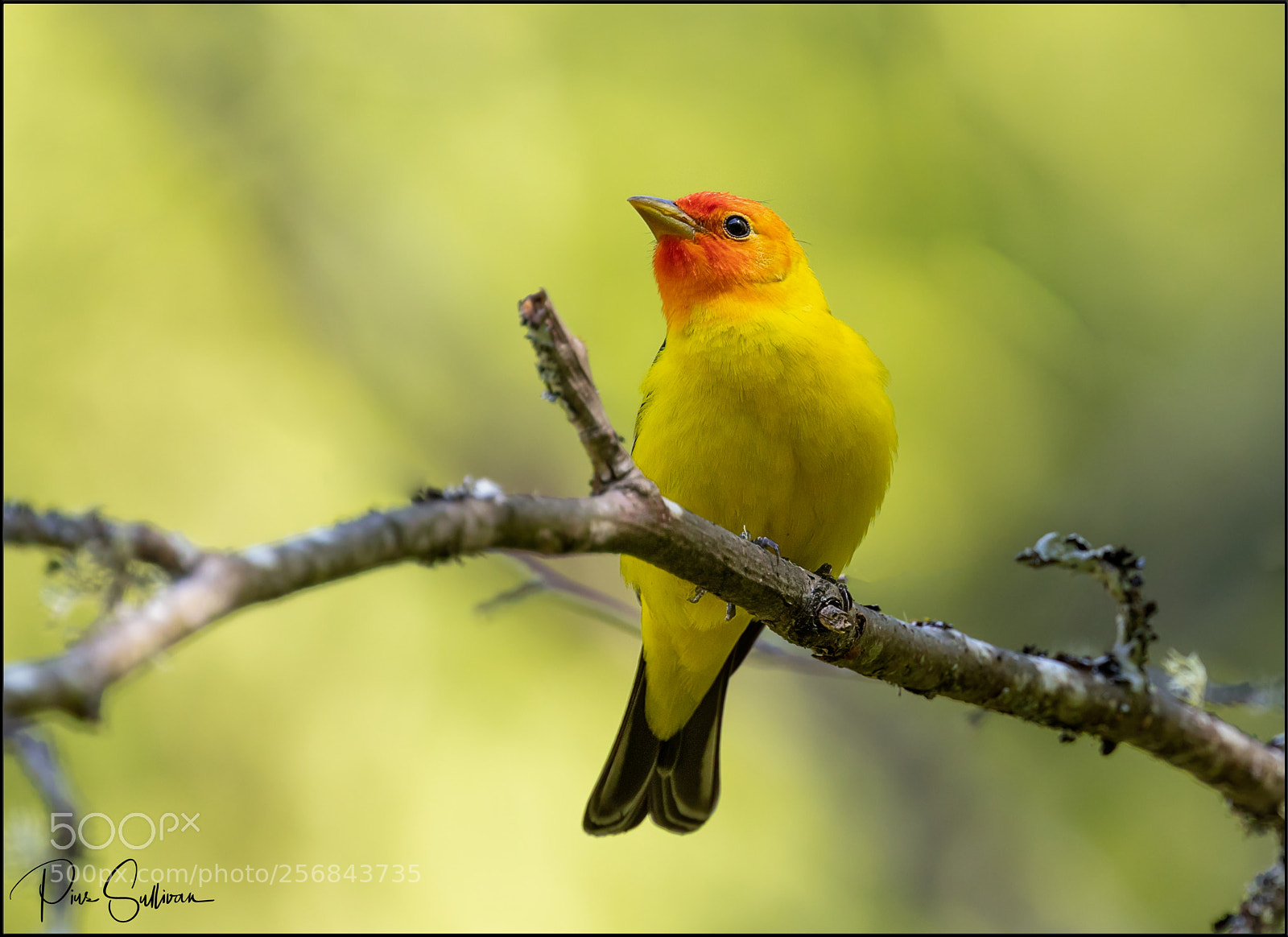 Canon EOS 5DS R sample photo. Western tanager photography