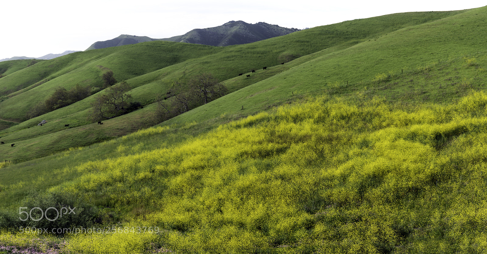 Sony a7R II sample photo. Hillside in spring photography